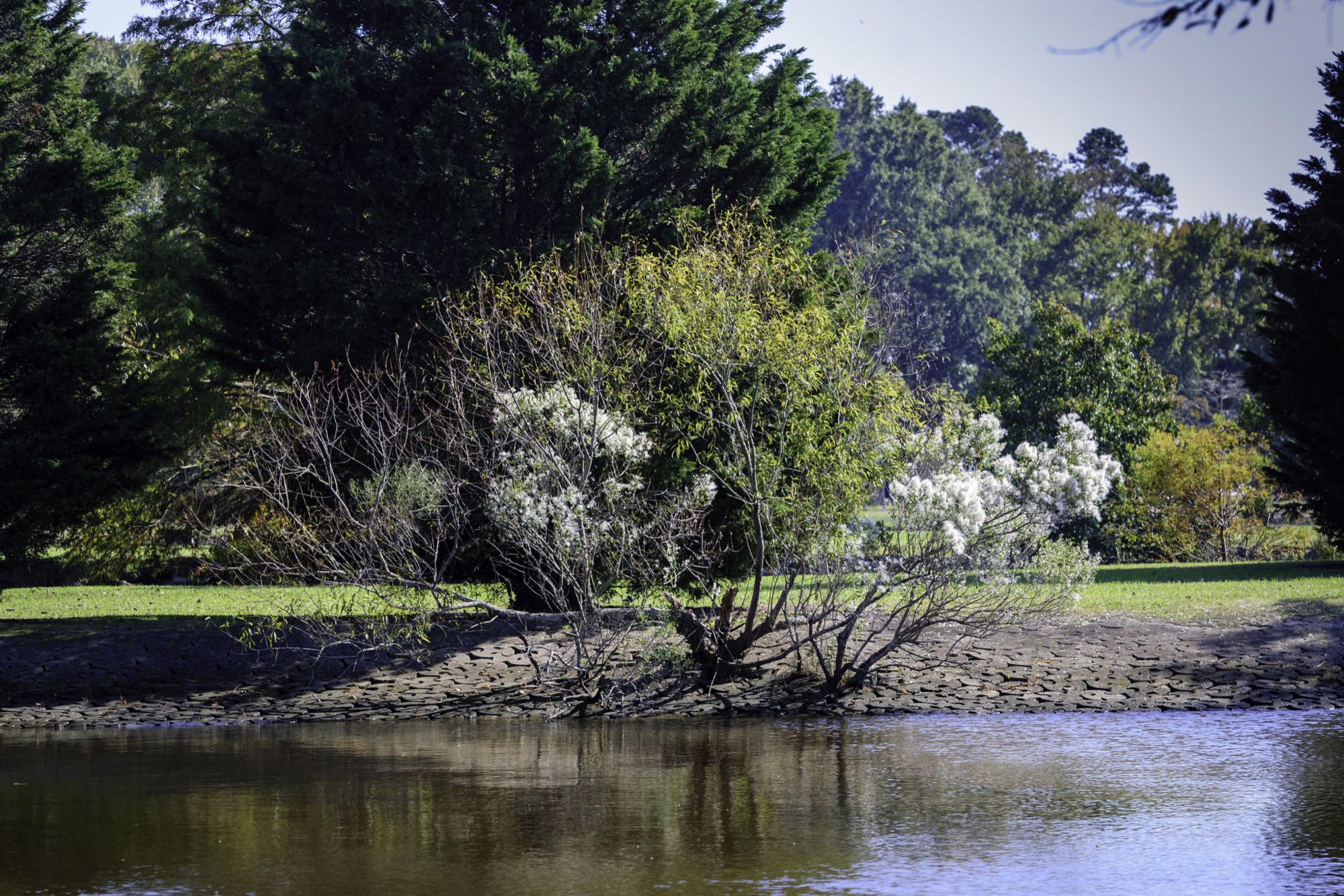 The creek shoreline at Munden Point Park, Virginia Beach