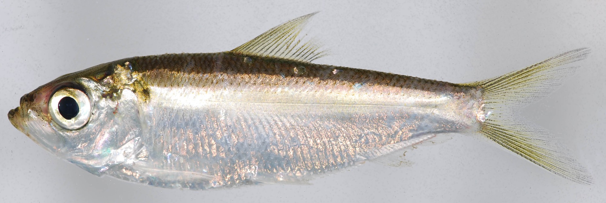 Alewife specimen photographed in profile on a plain background, showing the large eye that distinguishes it from the very similar blueback herring