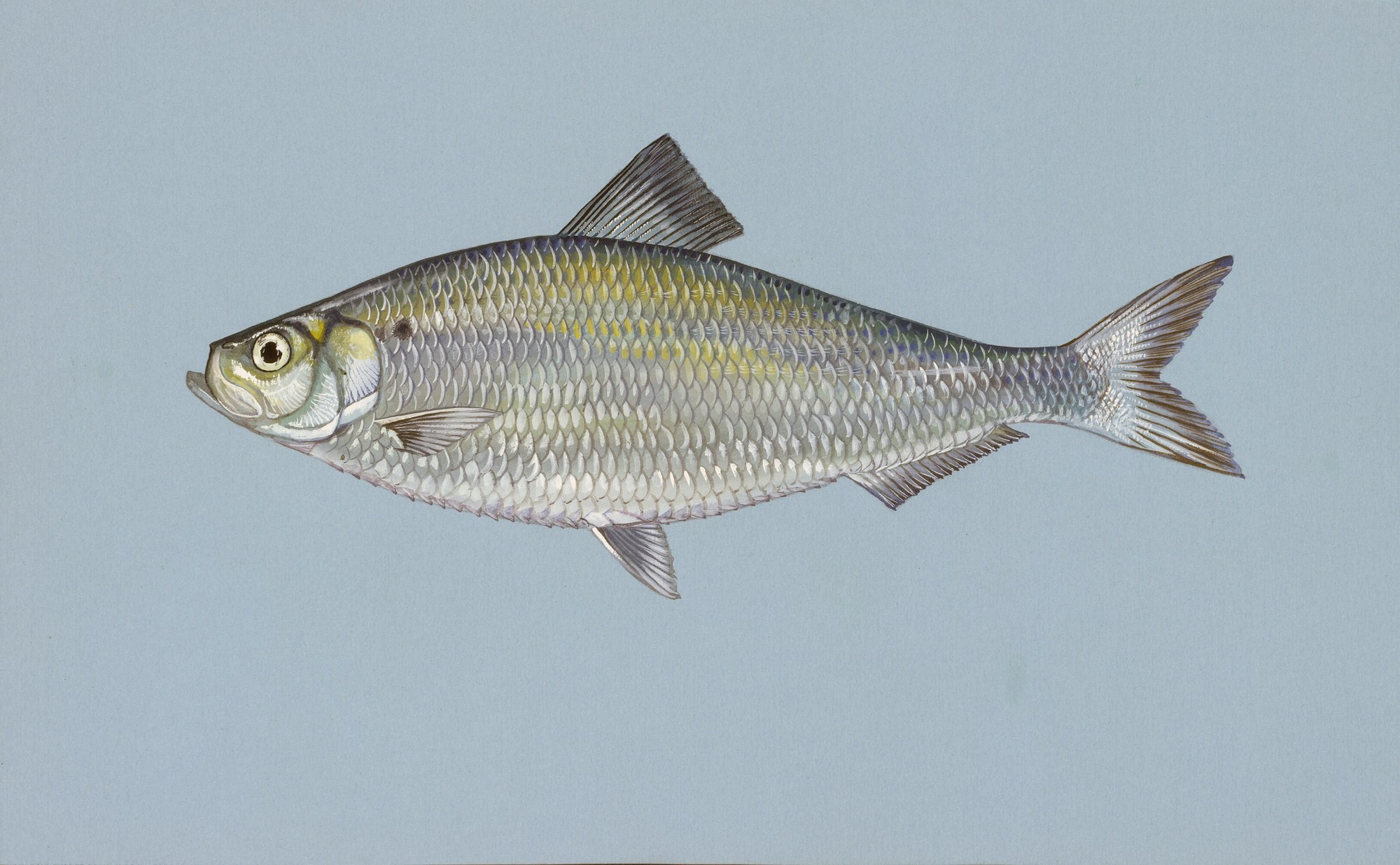 Alewife (Alosa pseudoharengus)
