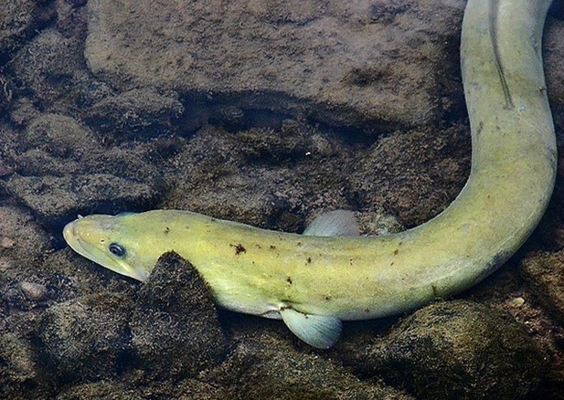 American Eel (Anguilla rostrata)