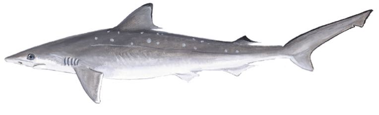Atlantic Sharpnose Shark (Rhizoprionodon terraenovae)