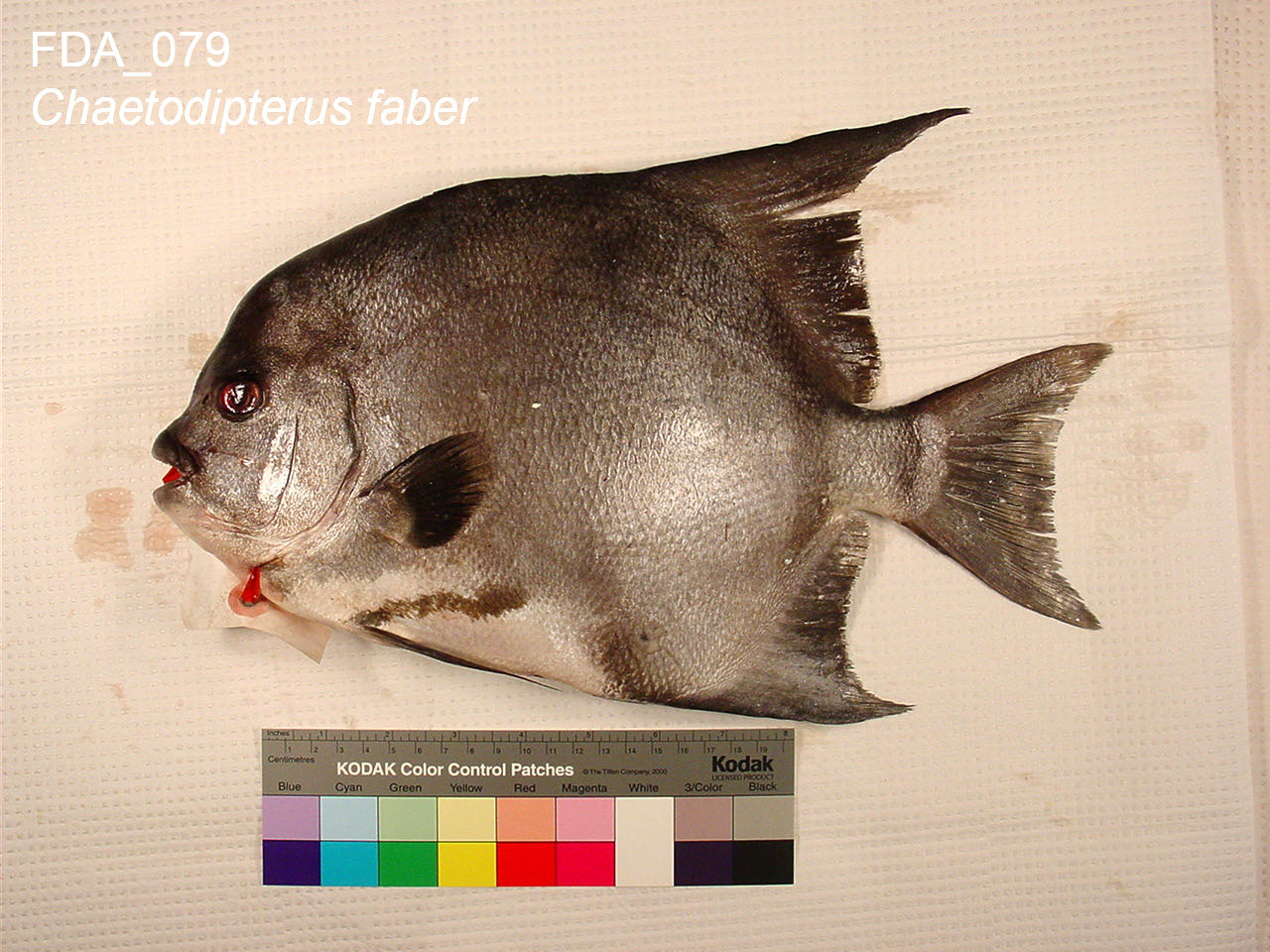 Atlantic Spadefish (Chaetodipterus faber)