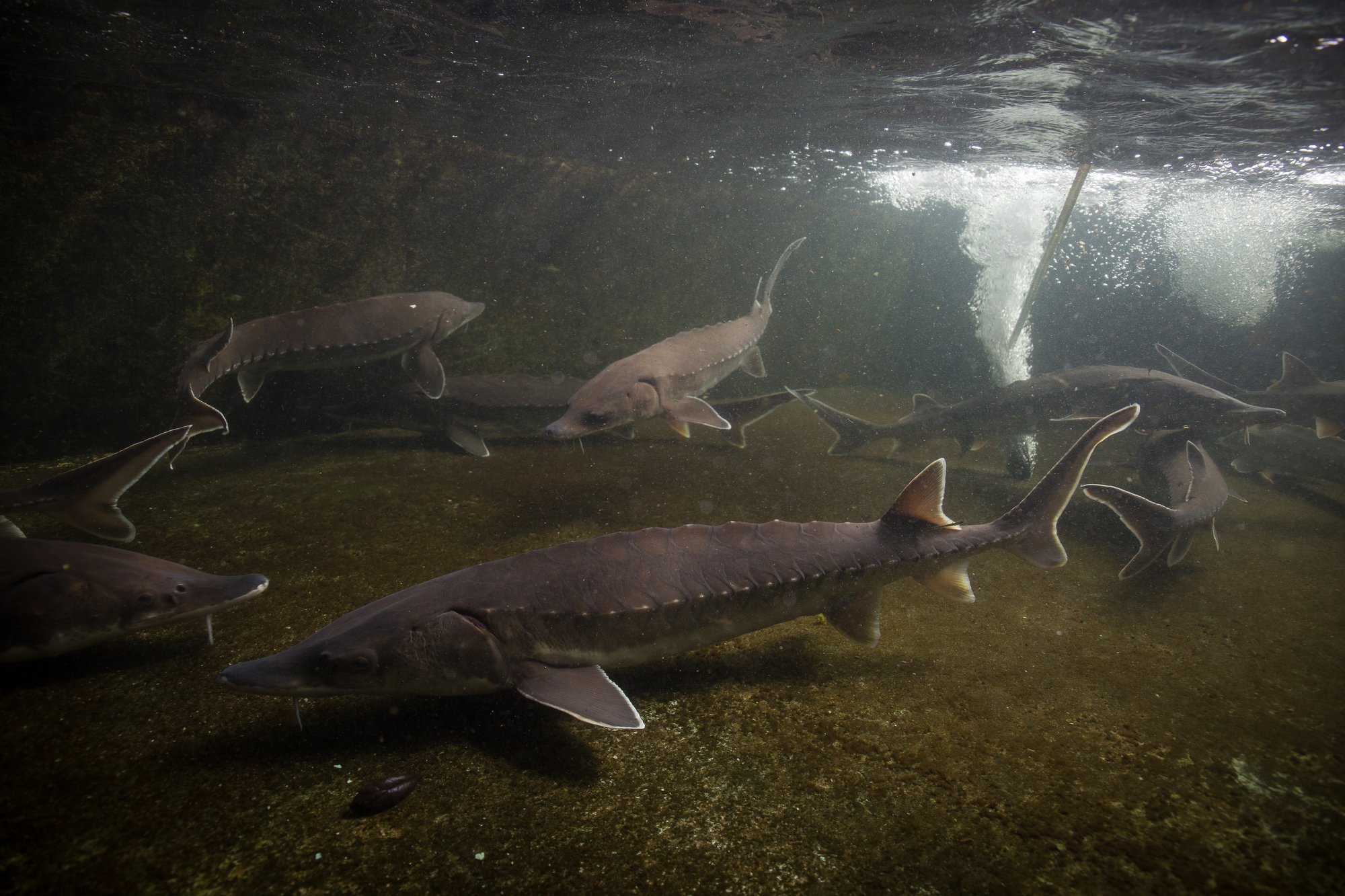 Atlantic Sturgeon (Acipenser oxyrinchus)