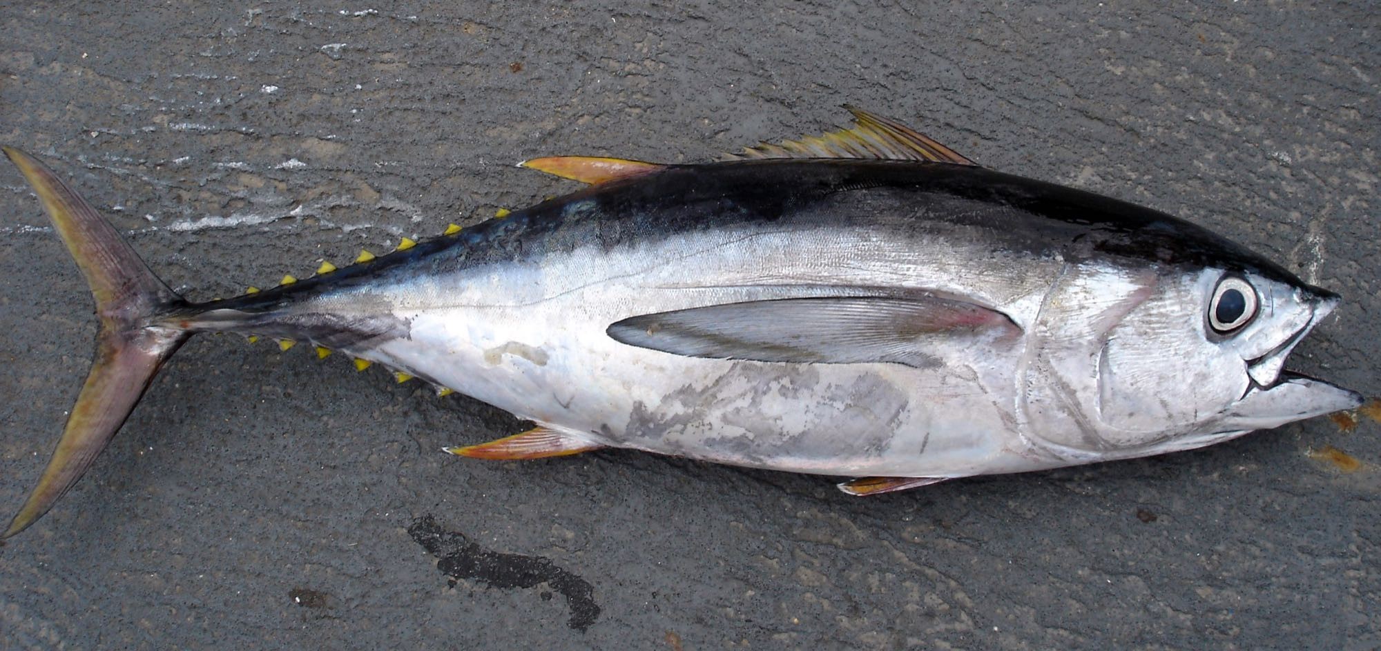 Bigeye Tuna (Thunnus obesus)