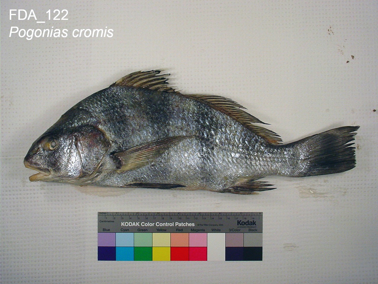 Black drum reference specimen with a ruler and colour card, showing the humped back and pale chin barbels of a mature adult