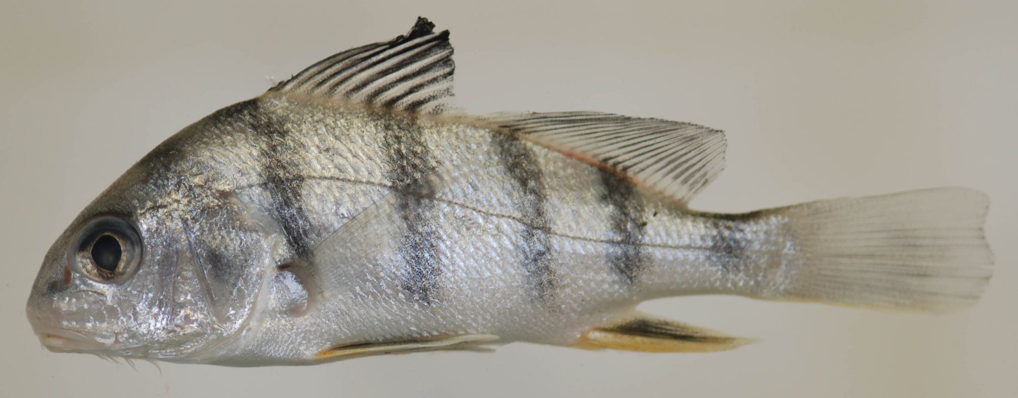 Black Drum (Pogonias cromis)