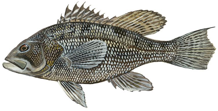 Black Sea Bass (Centropristis striata)