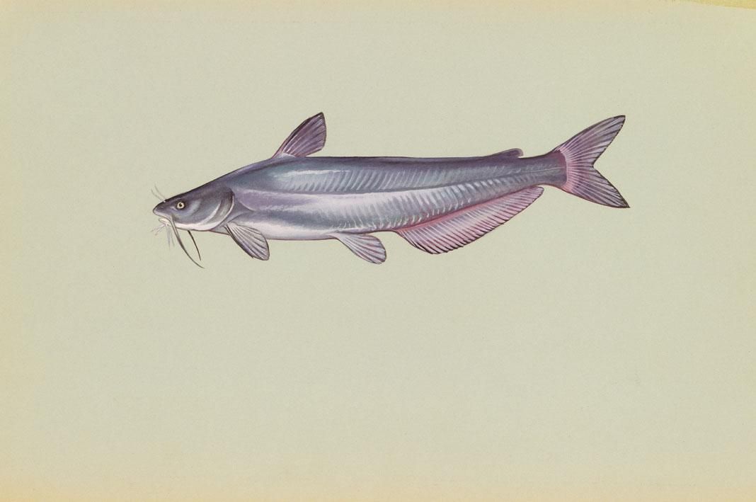 Blue Catfish (Ictalurus furcatus)