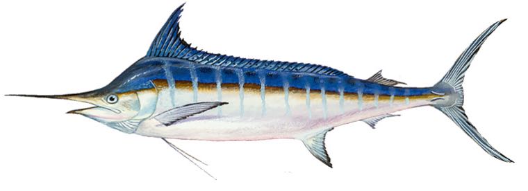 Blue Marlin (Makaira nigricans)