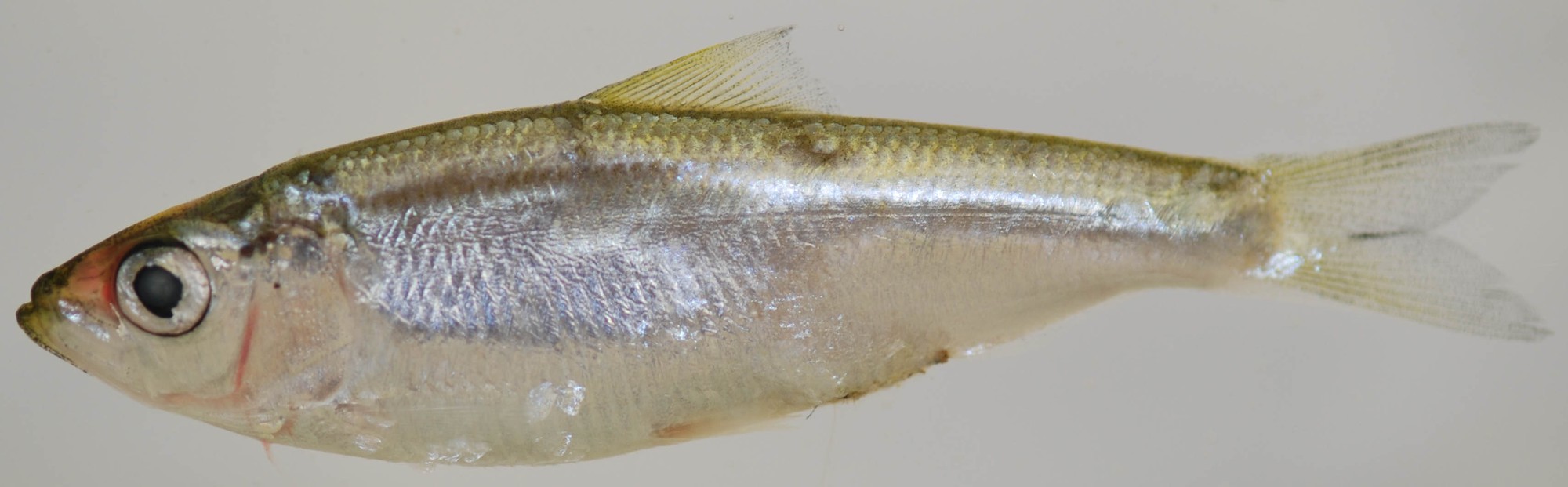 Blueback herring specimen photographed in profile on a plain background, showing the smaller eye that distinguishes it from the very similar alewife