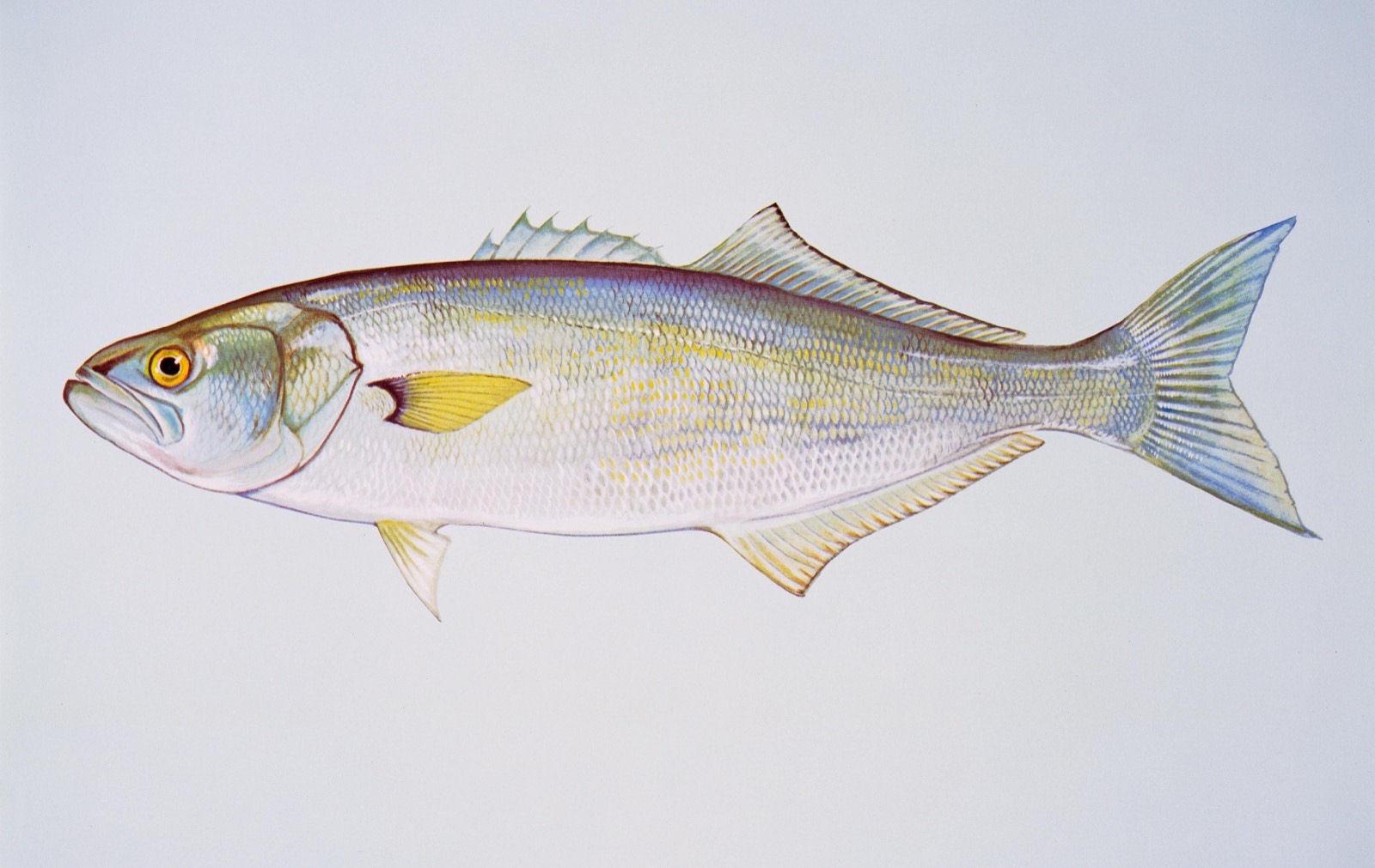 Bluefish (Pomatomus saltatrix)