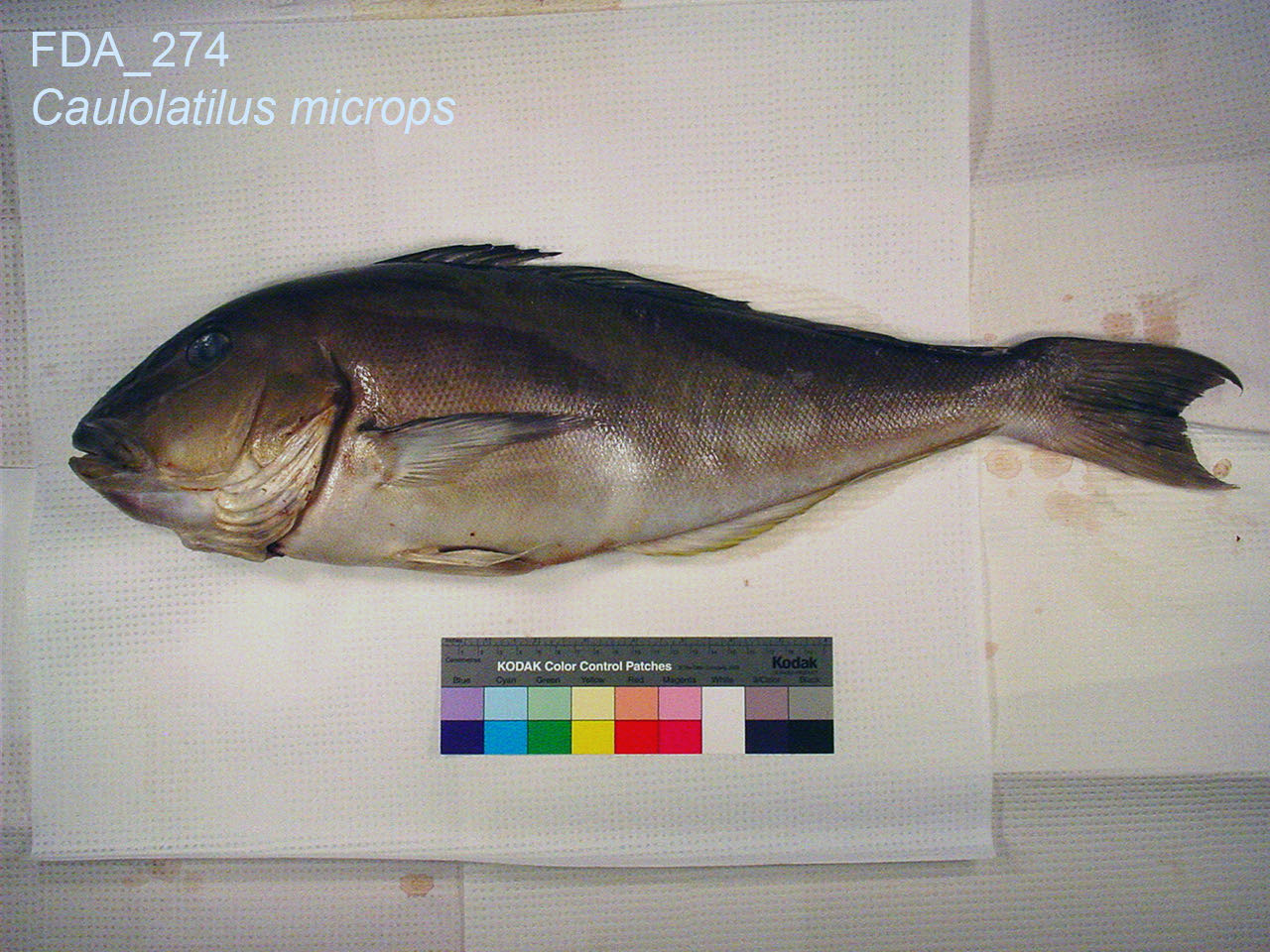 Blueline Tilefish (Caulolatilus microps)