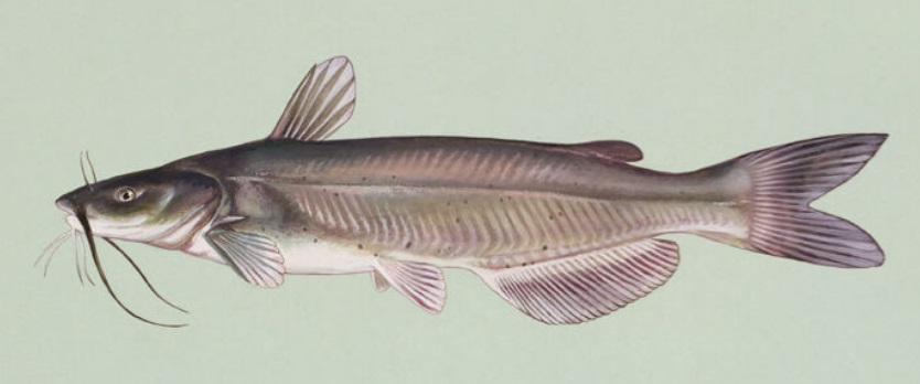 Channel Catfish (Ictalurus punctatus)
