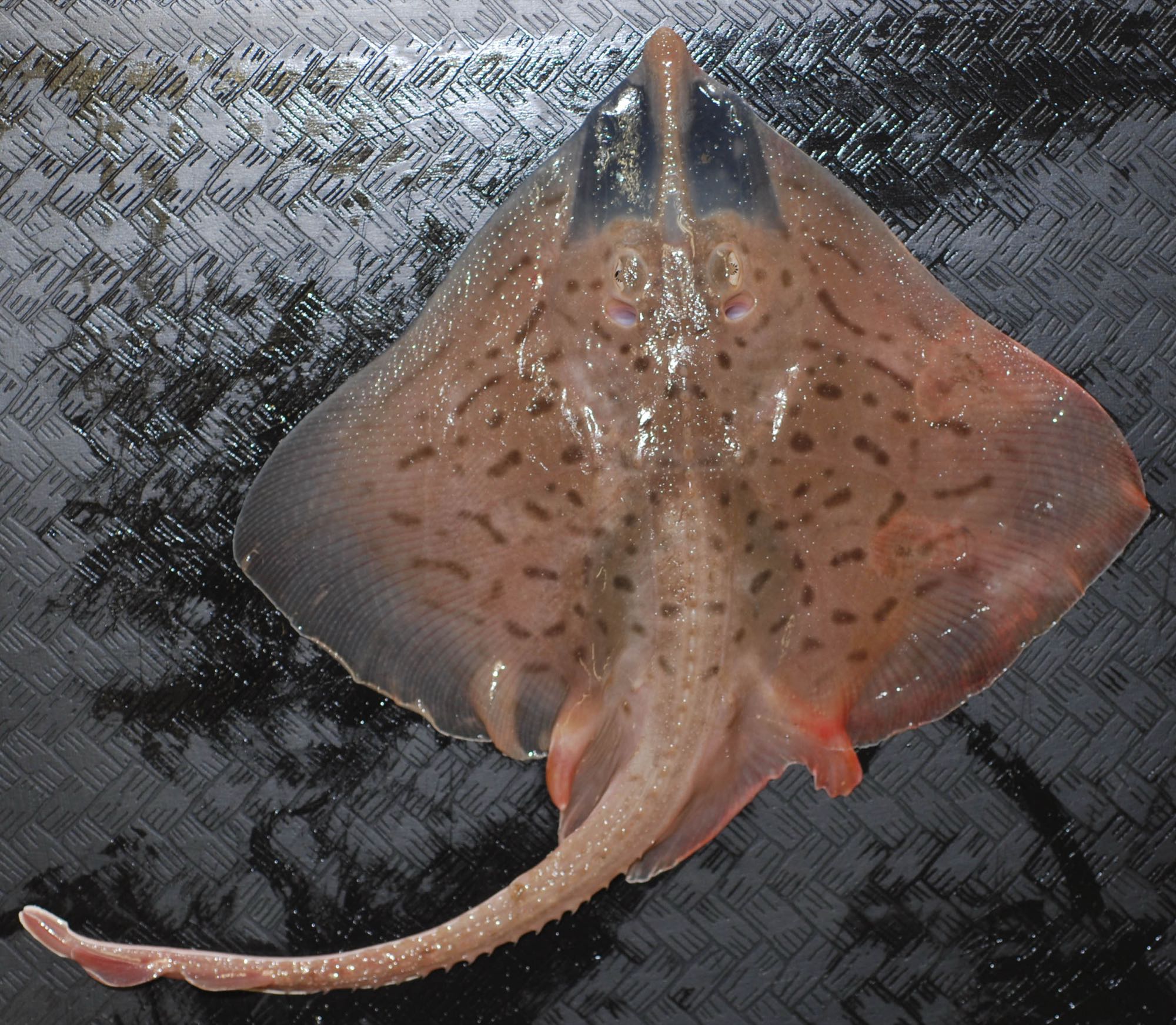 Clearnose Skate (Rostroraja eglanteria)