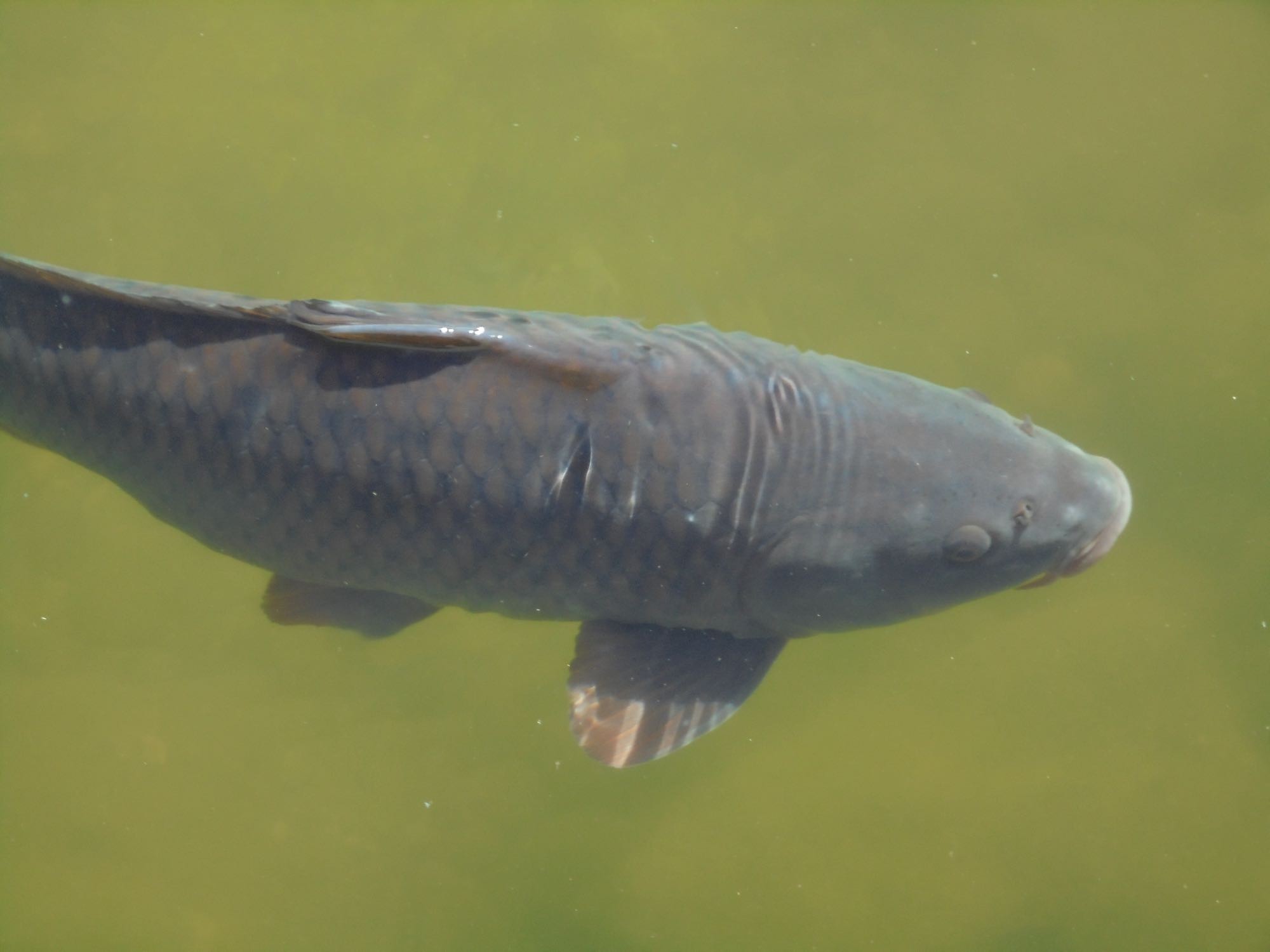 Common Carp (Cyprinus carpio)