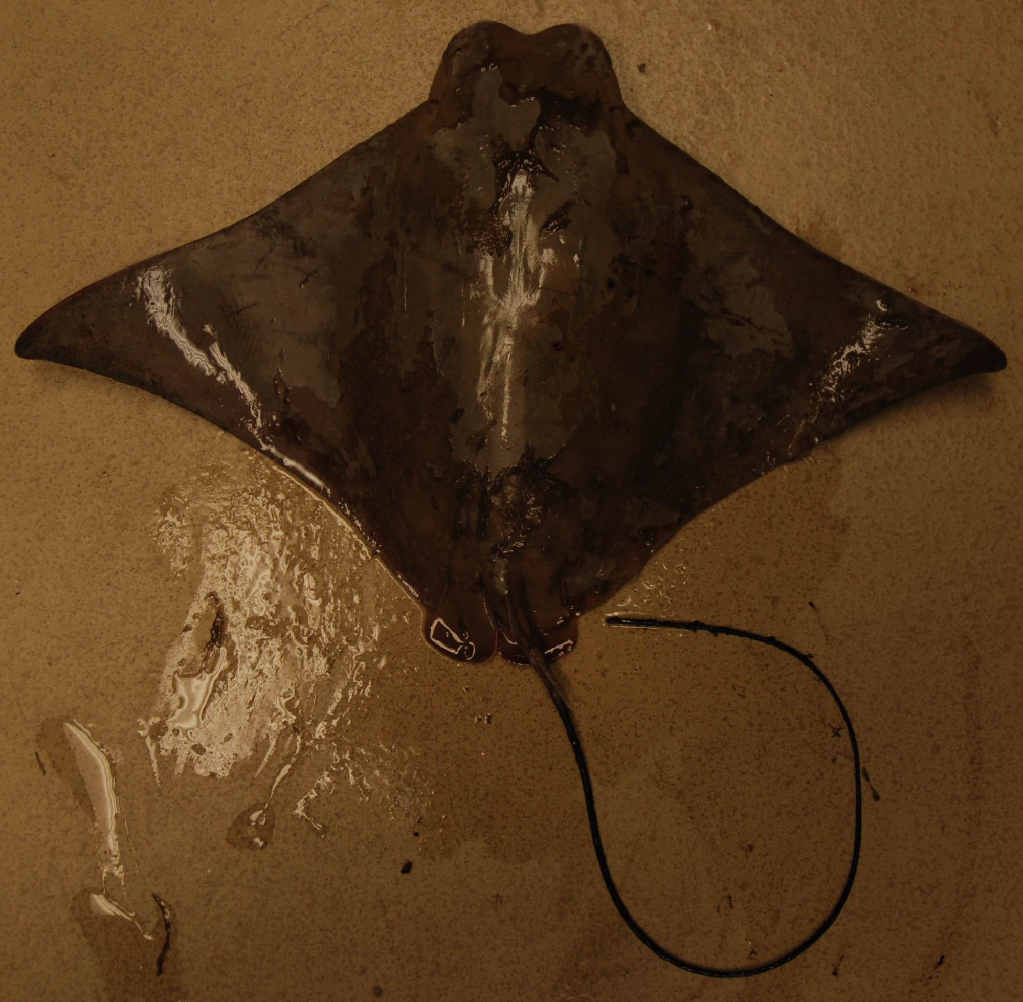 Cownose Ray (Rhinoptera bonasus)
