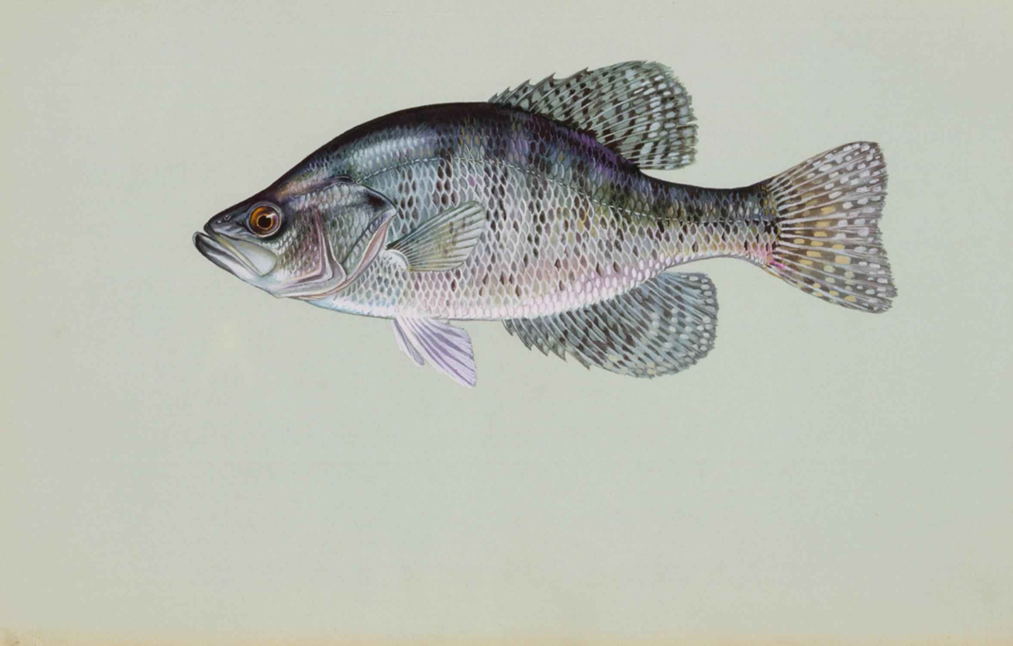 Crappie (Pomoxis spp.)