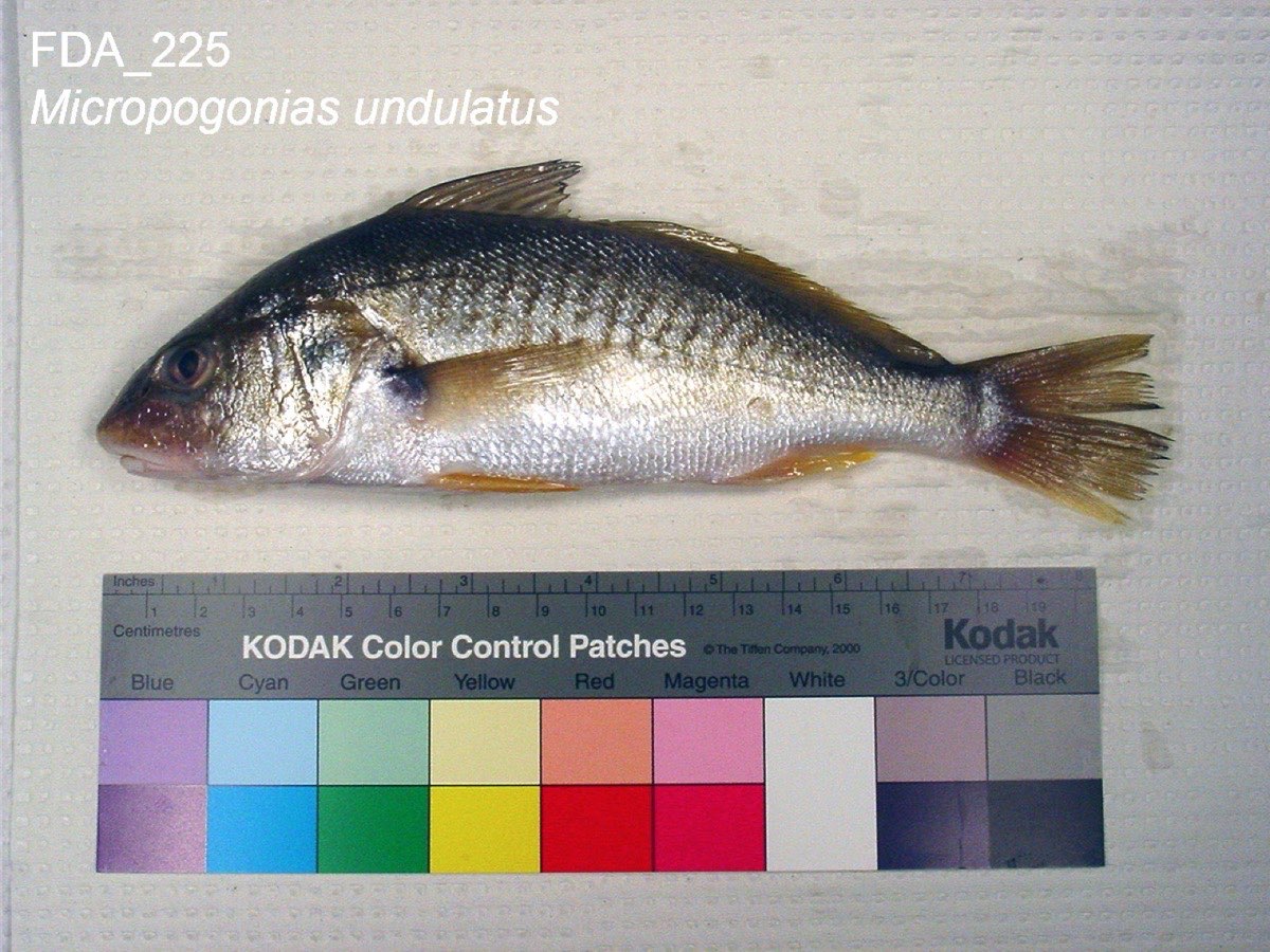 Croaker (Micropogonias undulatus)