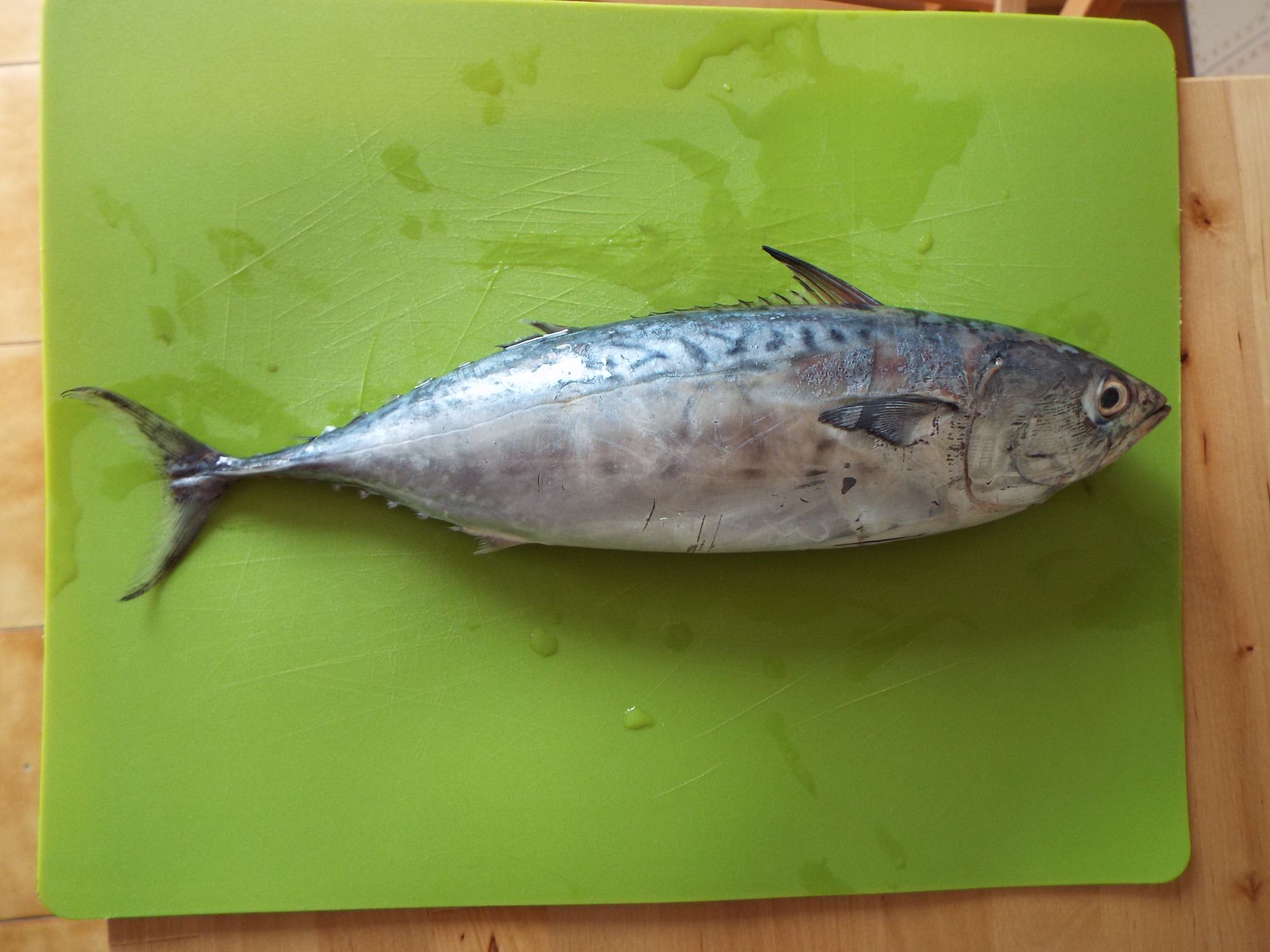 False Albacore (Little Tunny) (Euthynnus alletteratus)