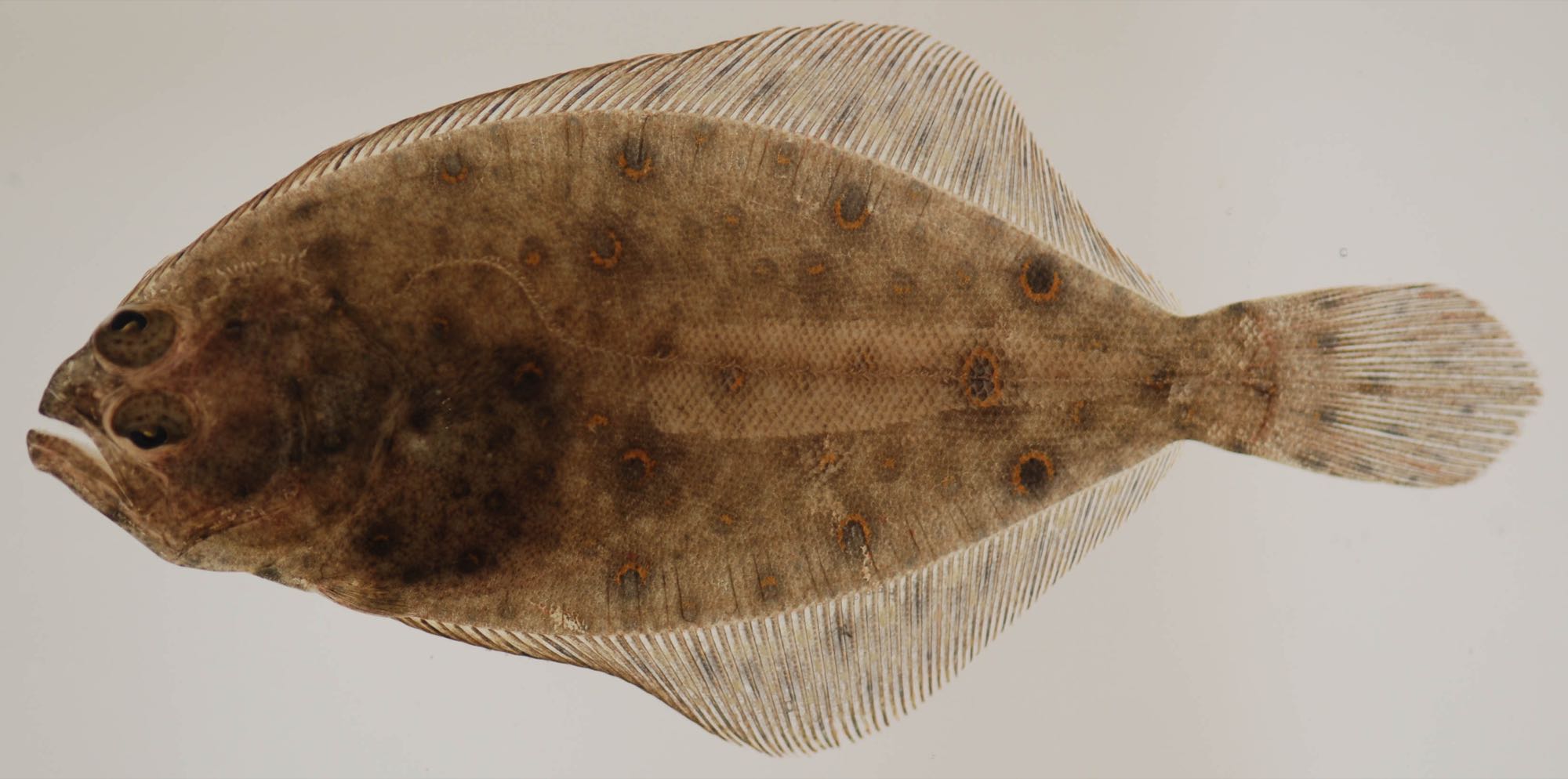 Flounder (Paralichthys dentatus)