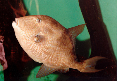 Gray Triggerfish (Balistes capriscus)