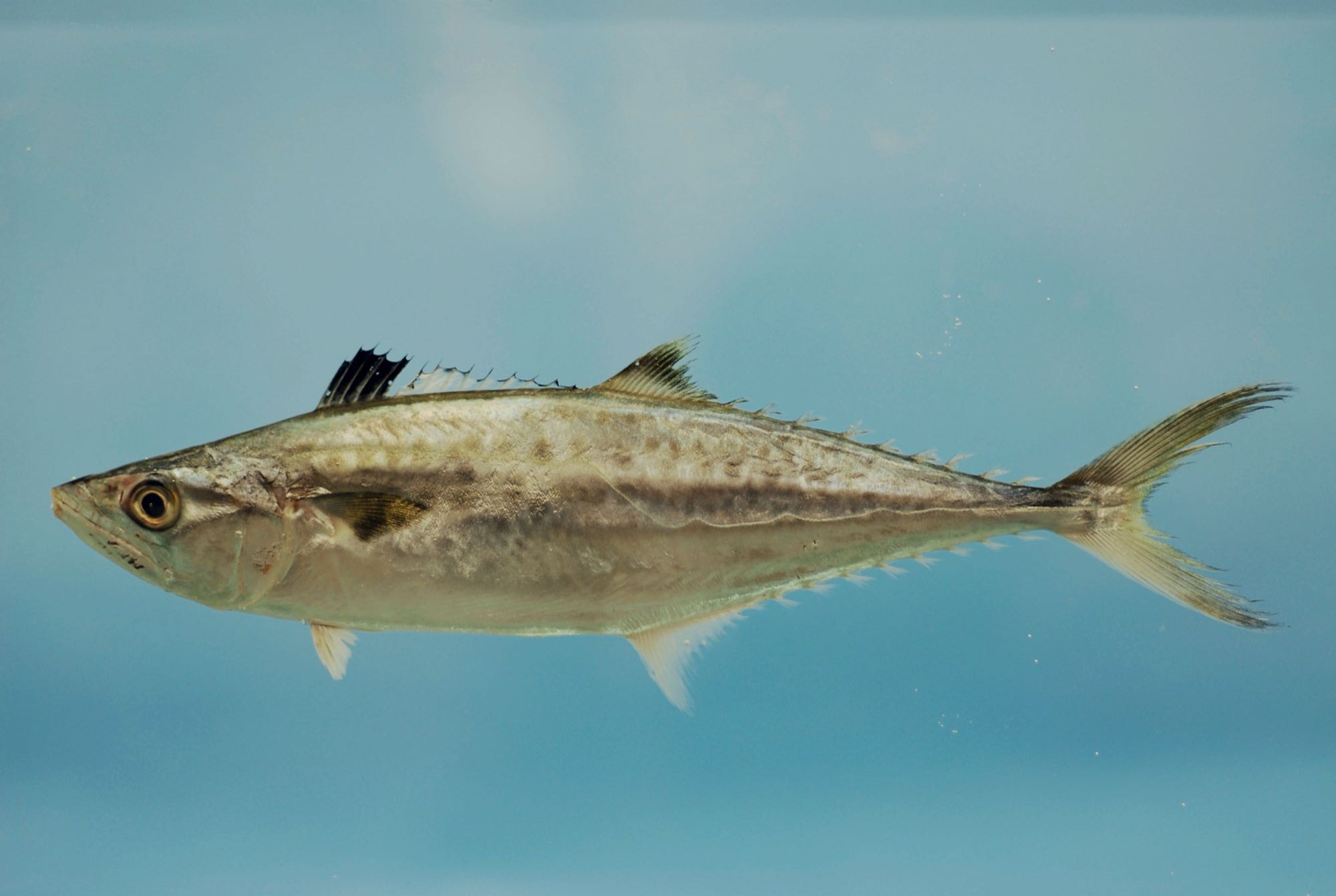 King Mackerel (Scomberomorus cavalla)