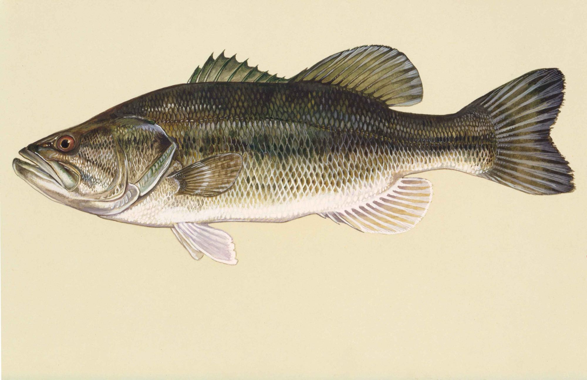 Largemouth Bass (Micropterus salmoides)