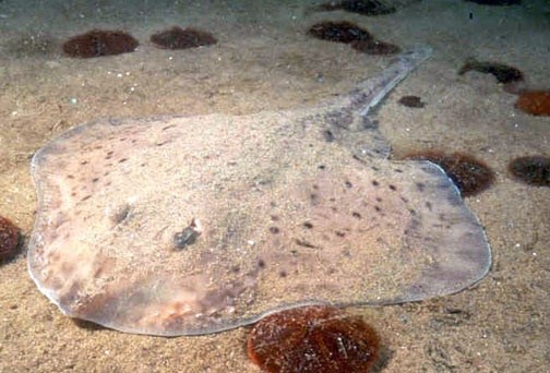 Little Skate (Leucoraja erinacea)