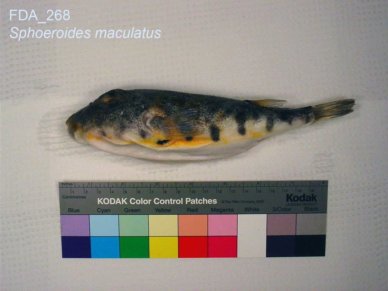Northern Puffer (Sphoeroides maculatus)