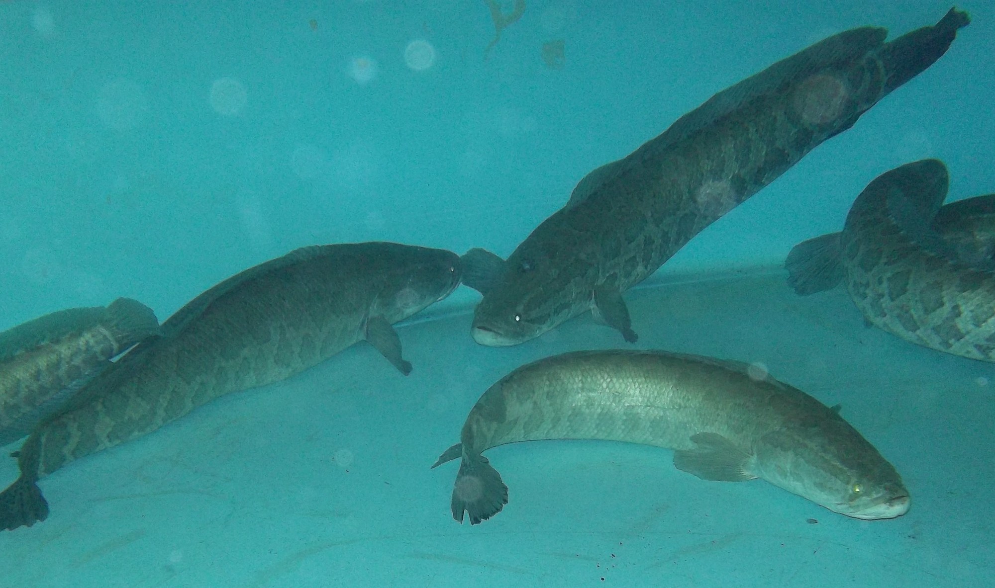Northern Snakehead (Channa argus)