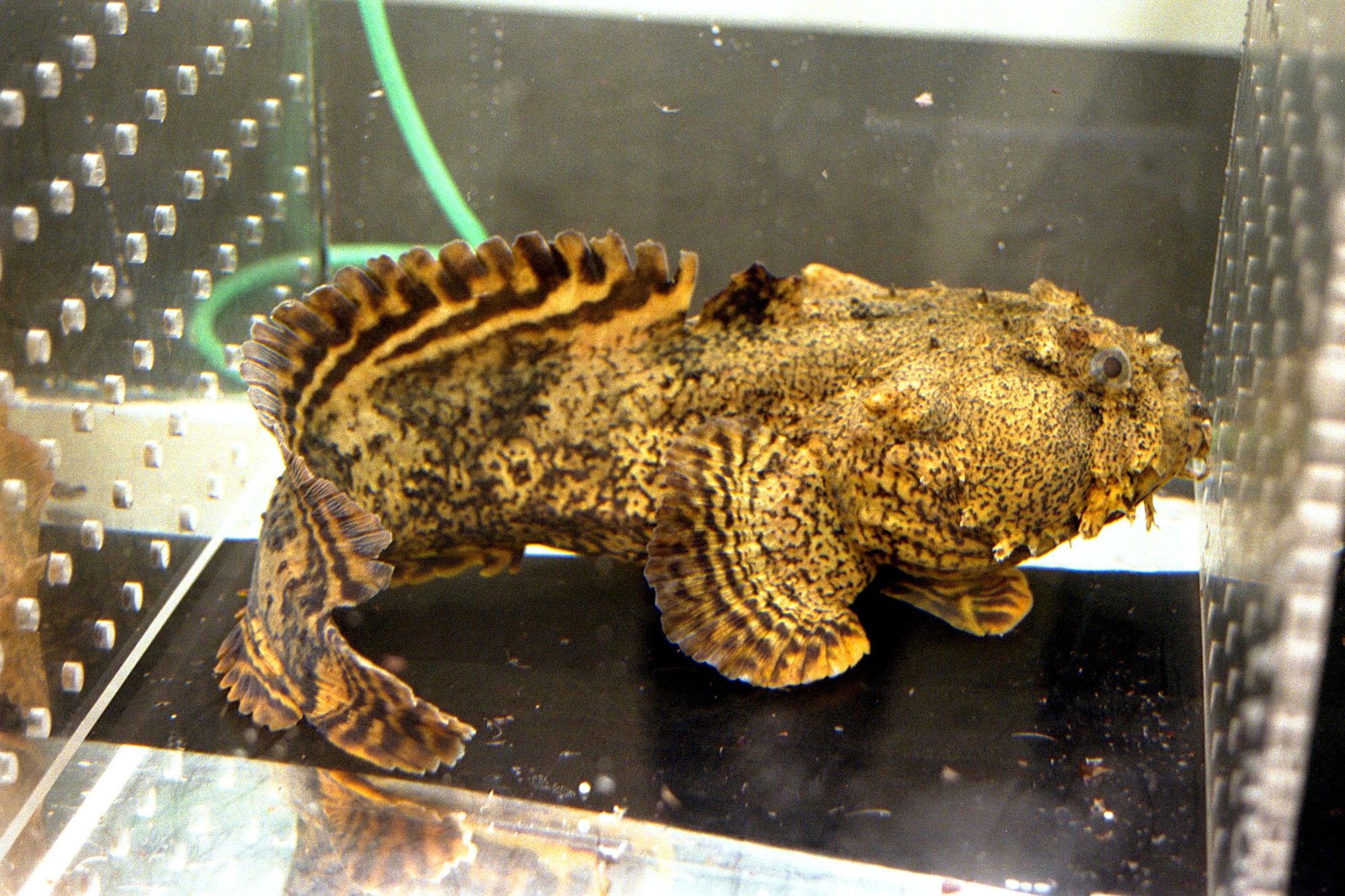 Oyster Toadfish (Opsanus tau)