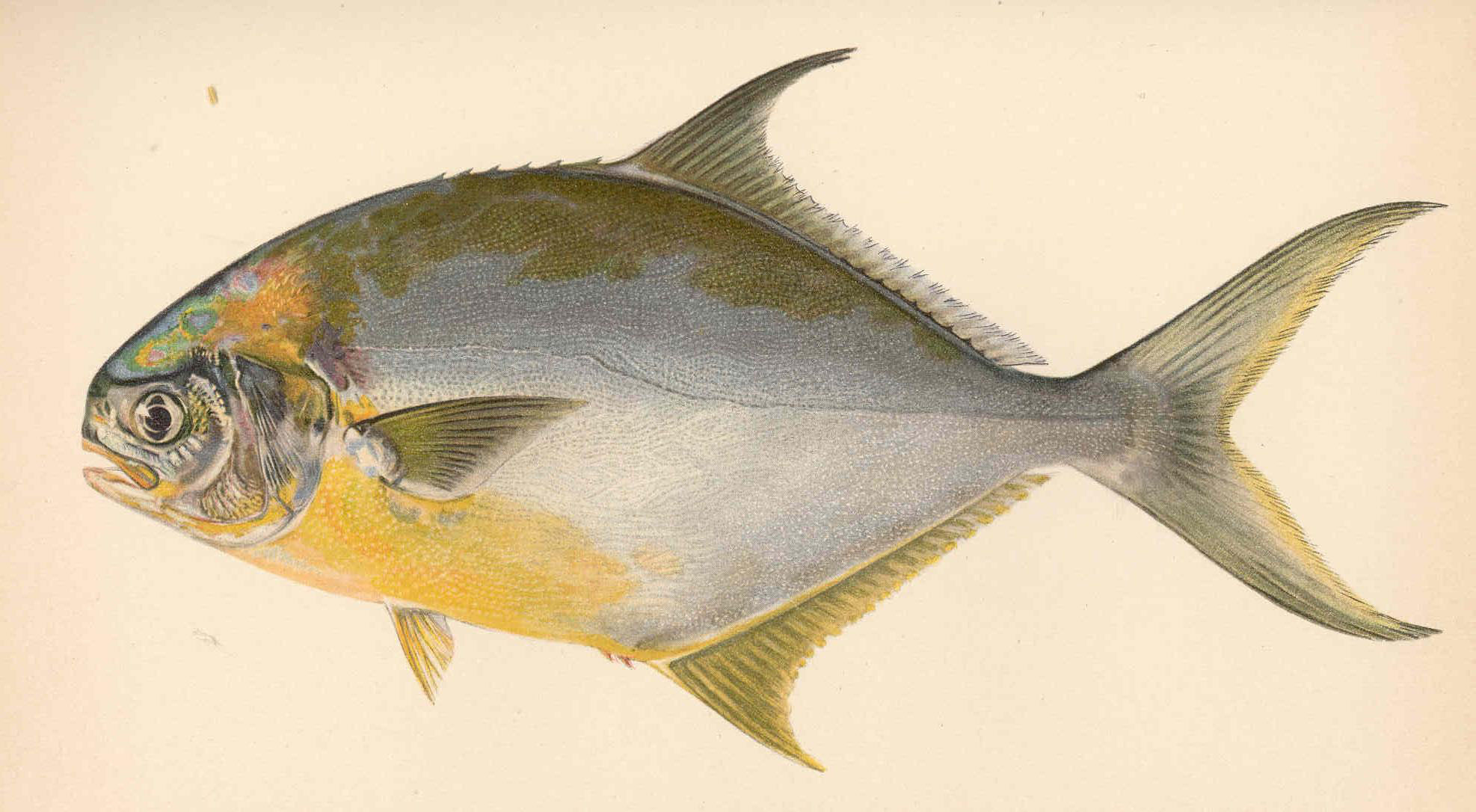 Florida Pompano (Trachinotus carolinus)