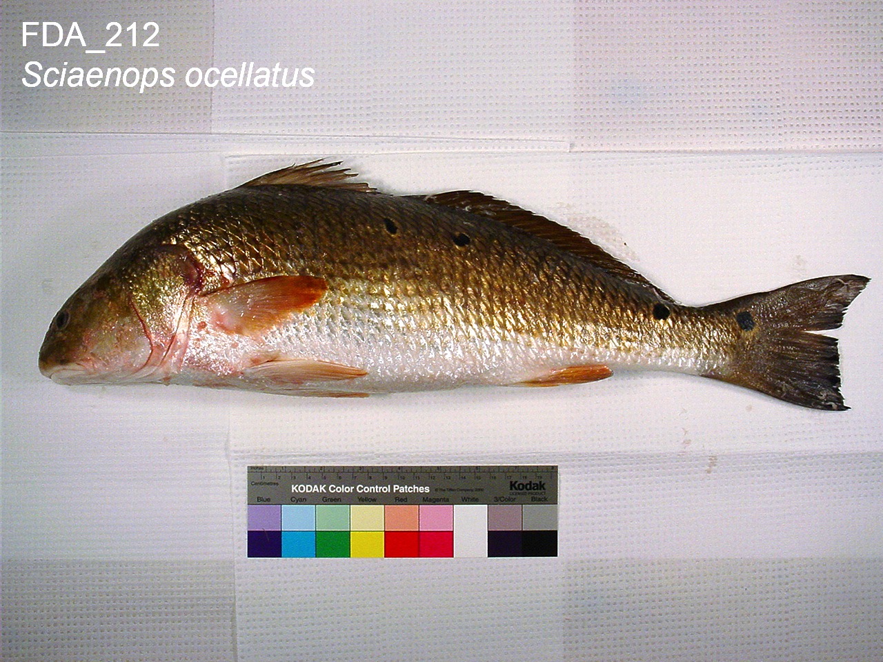 Red drum reference specimen with a ruler and colour card, showing several black ocellated spots along the upper body near the tail base