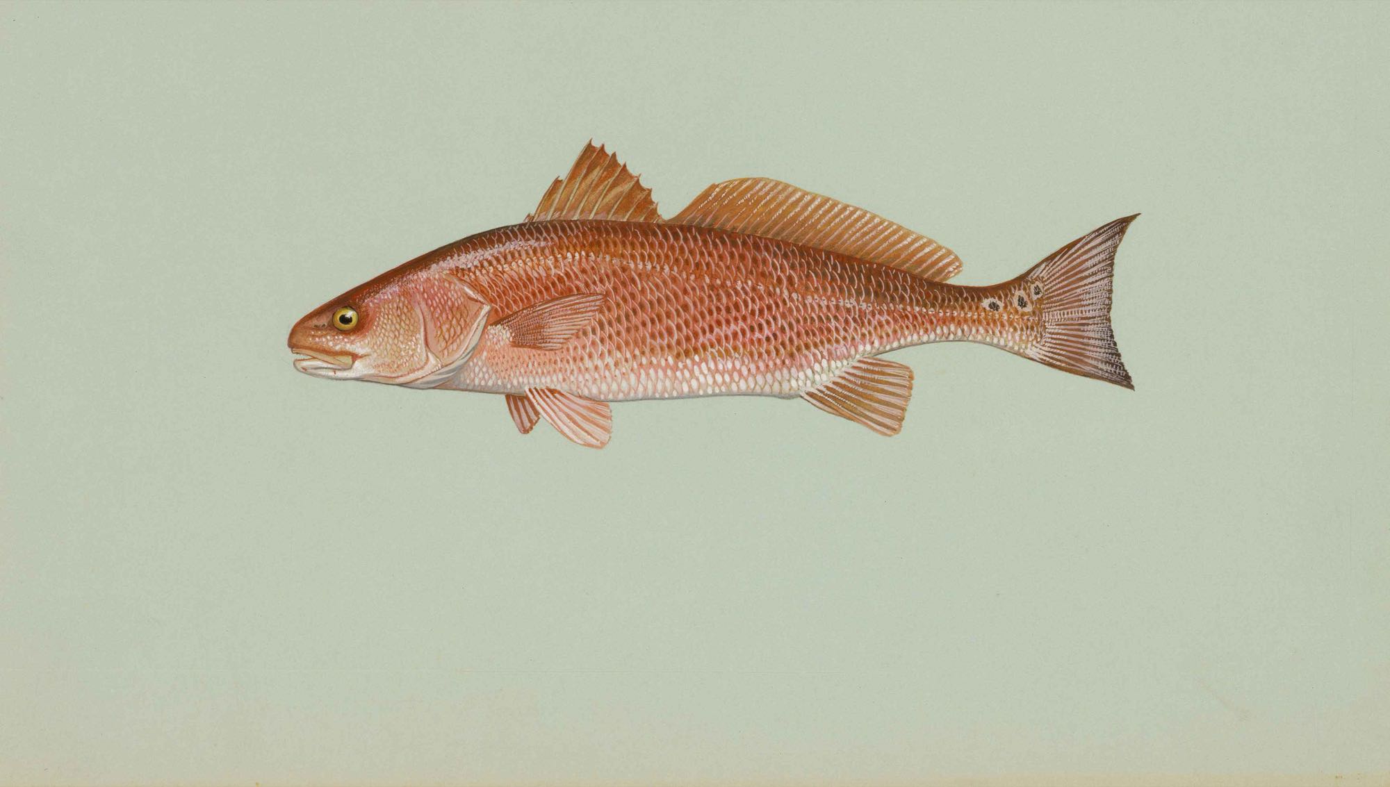 Red Drum (Sciaenops ocellatus)