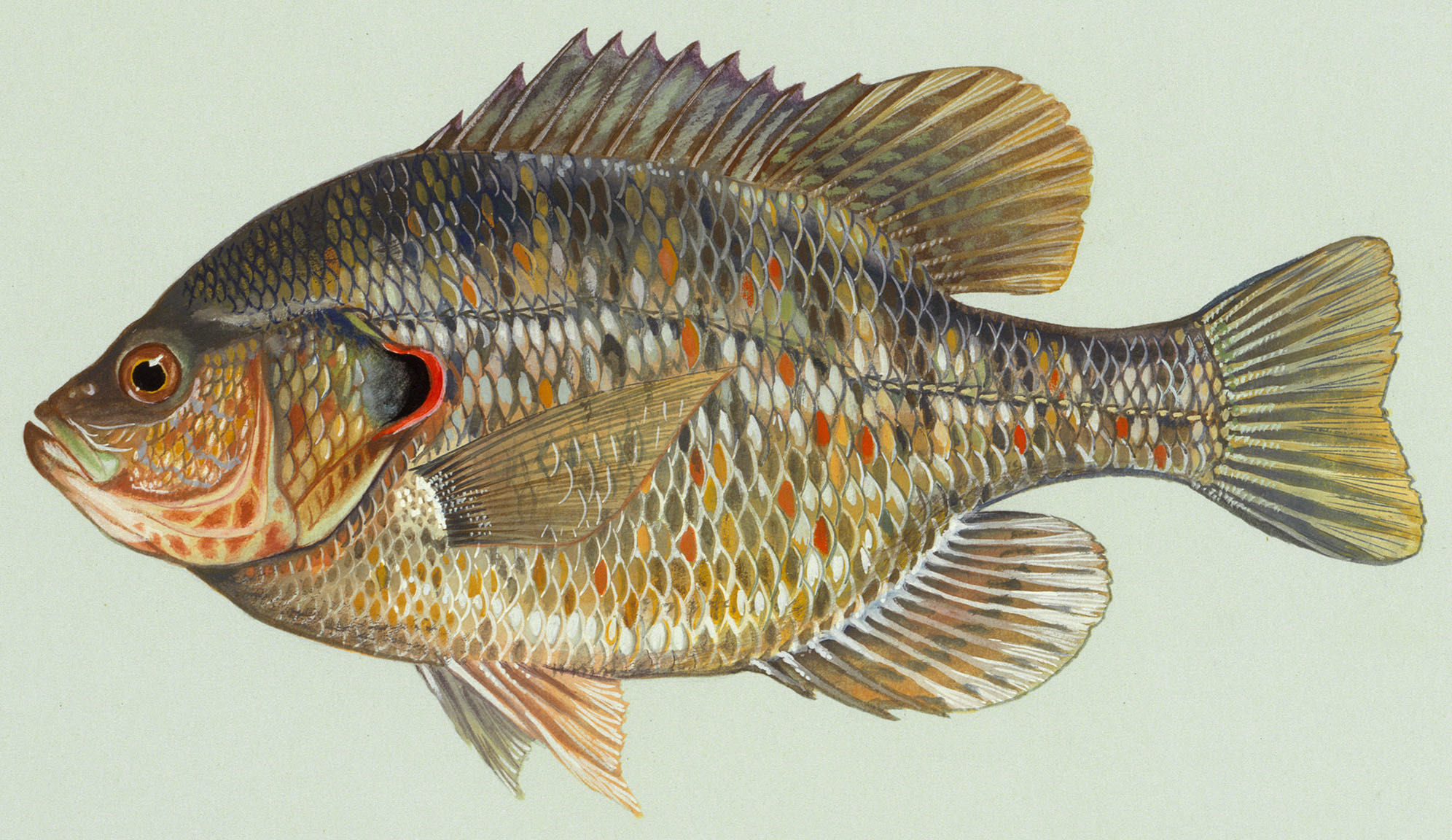Redear Sunfish (Shellcracker) (Lepomis microlophus)