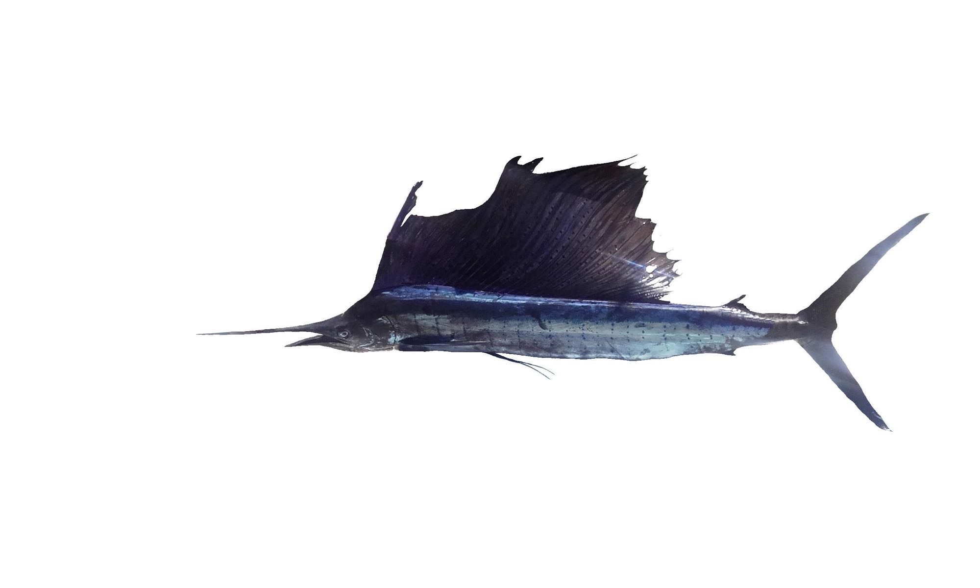 Sailfish (Istiophorus platypterus)