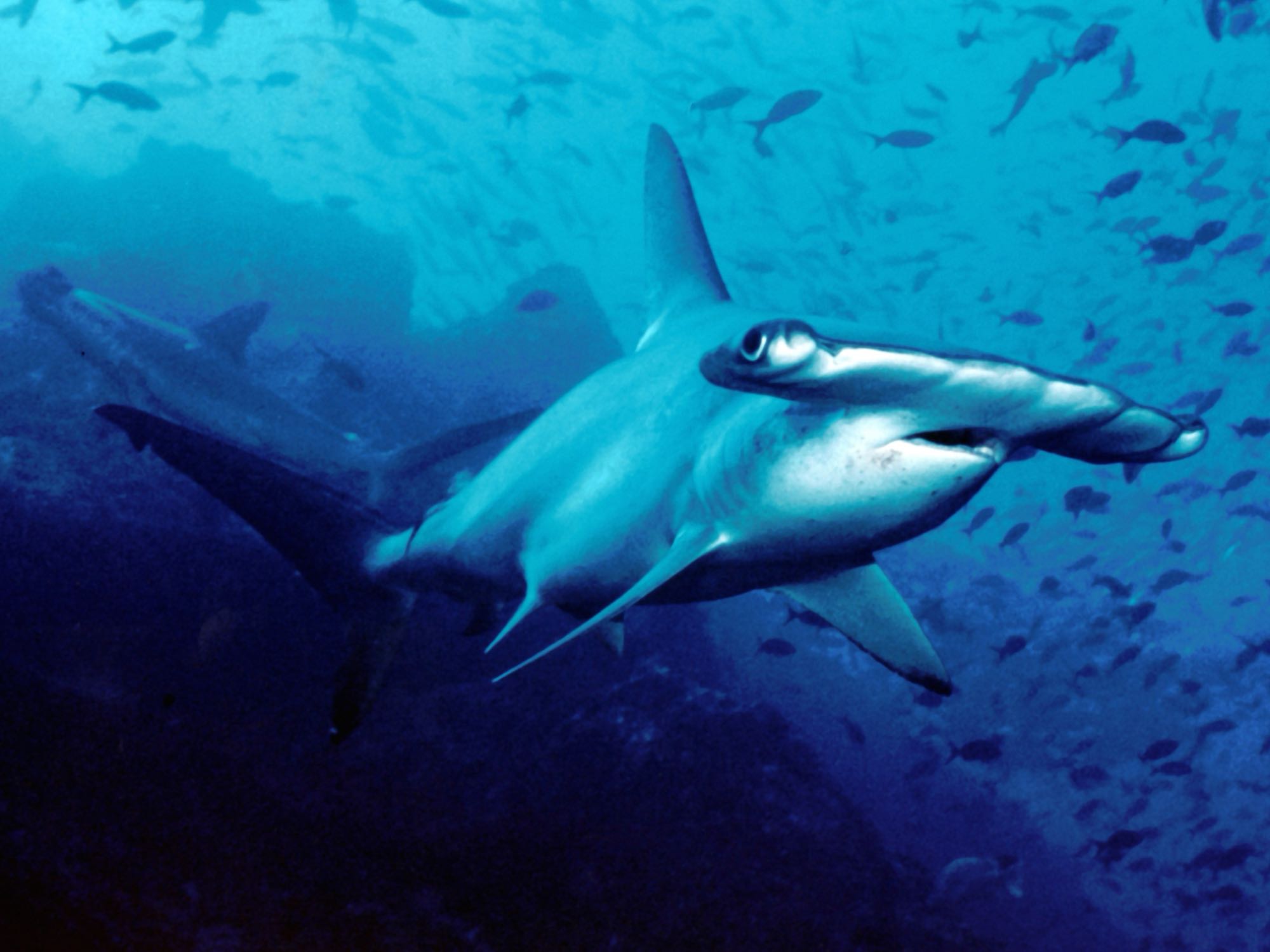 Scalloped Hammerhead (Sphyrna lewini)