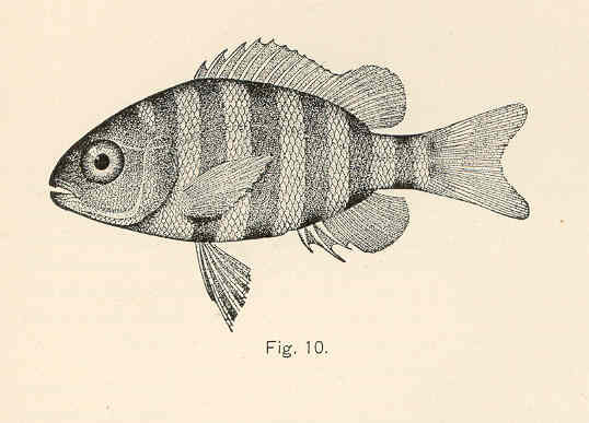 Sheepshead (Archosargus probatocephalus)