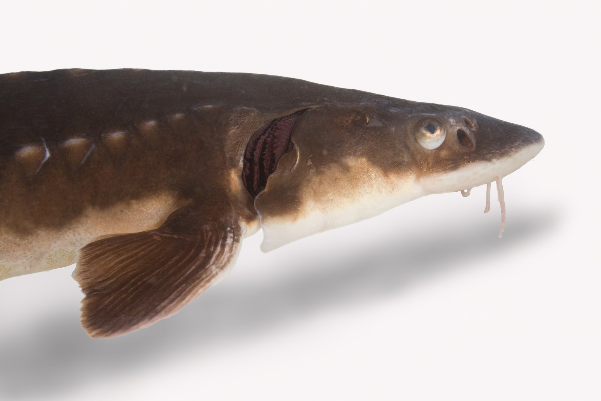 Shortnose Sturgeon (Acipenser brevirostrum)
