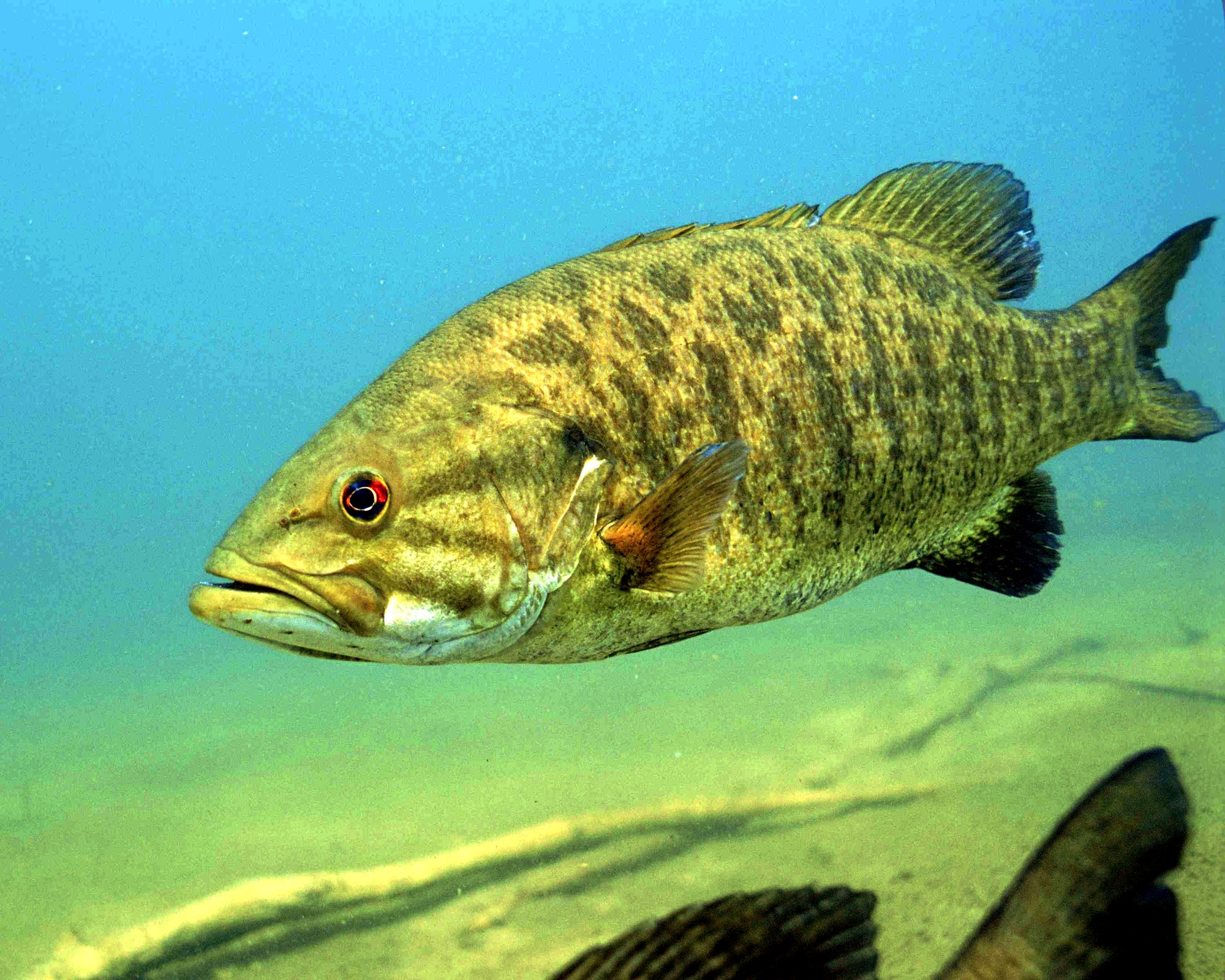Smallmouth Bass (Micropterus dolomieu)