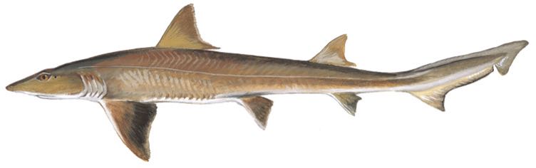 Smooth Dogfish (Smoothhound Shark) (Mustelus canis)