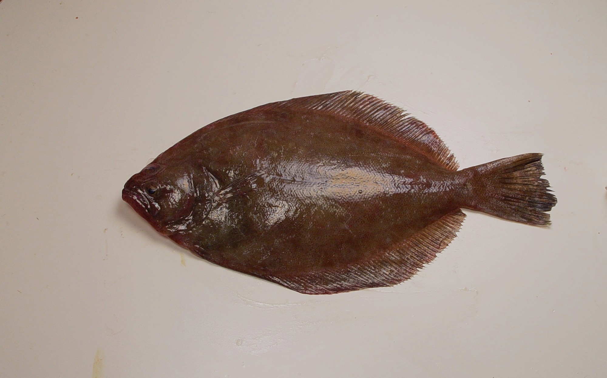 Southern Flounder (Paralichthys lethostigma)
