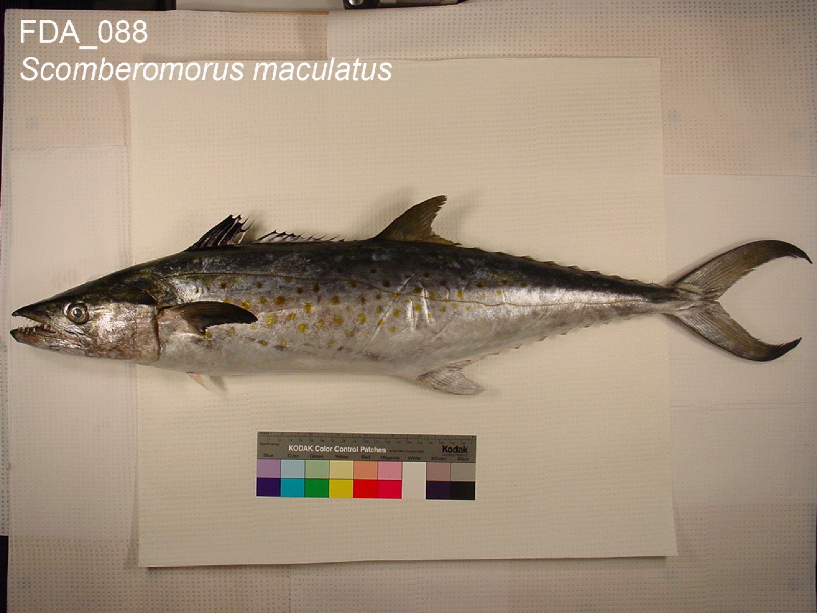 Spanish Mackerel (Scomberomorus maculatus)