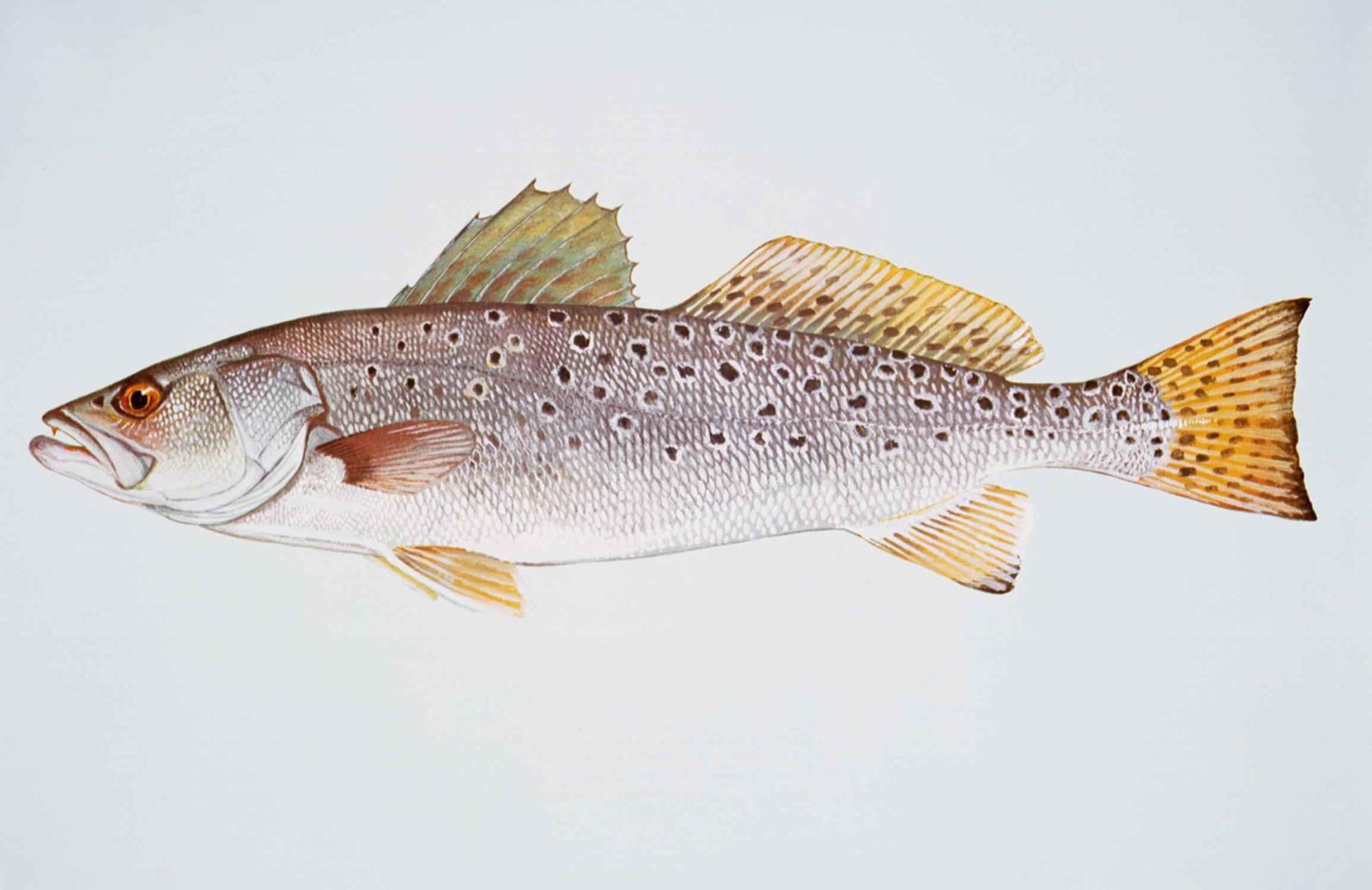 Speckled Trout (Cynoscion nebulosus)