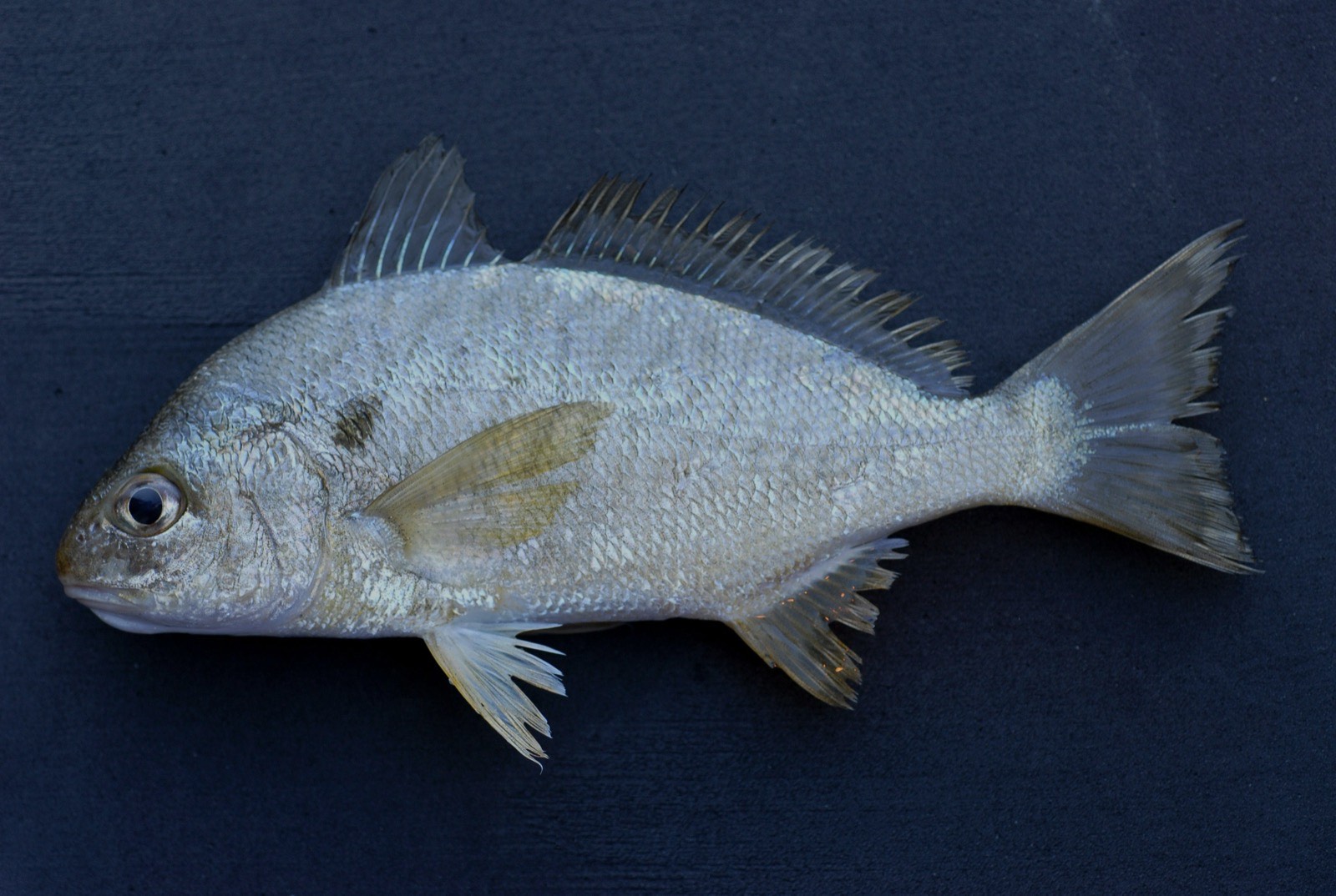Spot (Leiostomus xanthurus)
