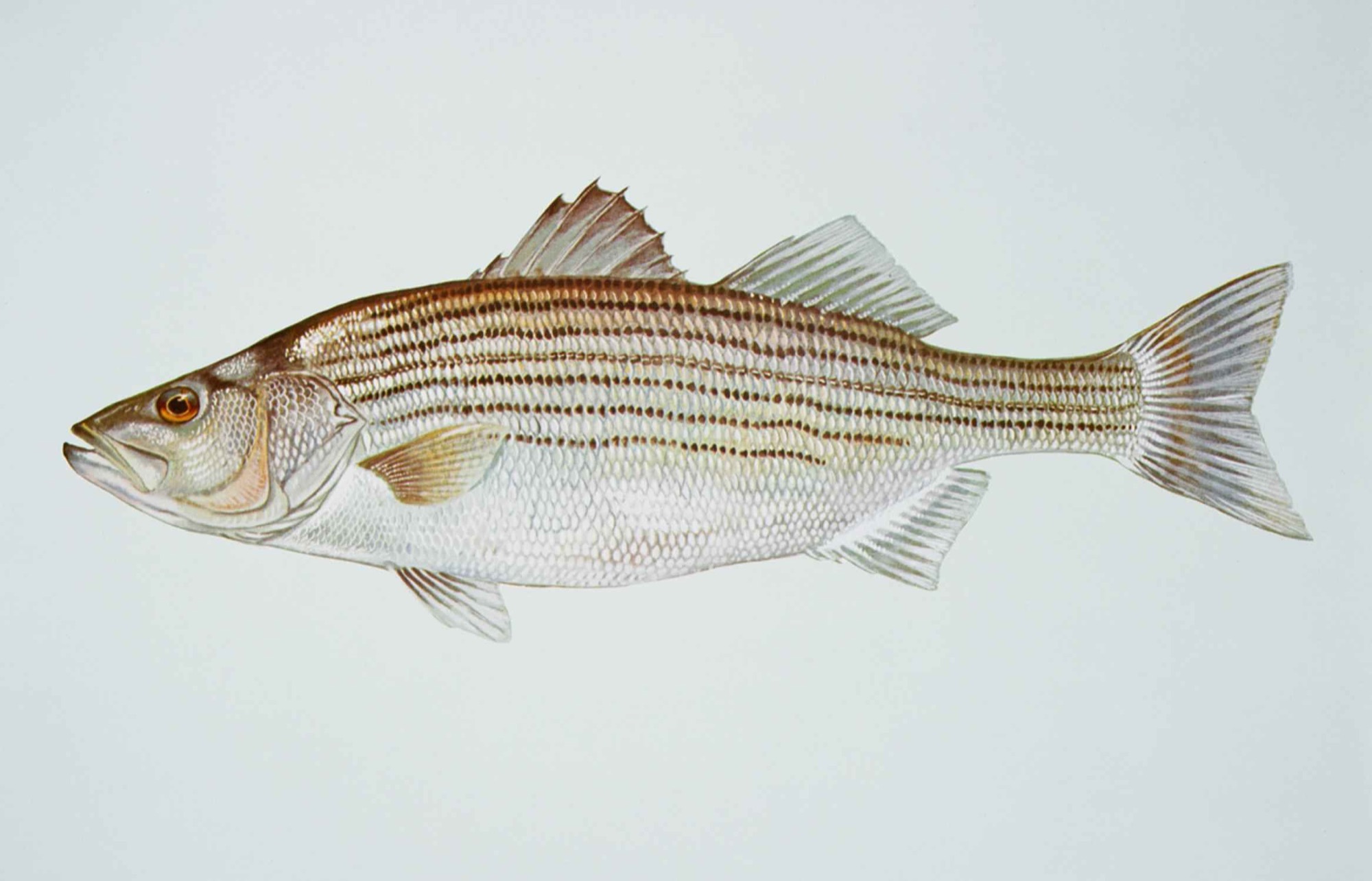 Striped Bass (Morone saxatilis)