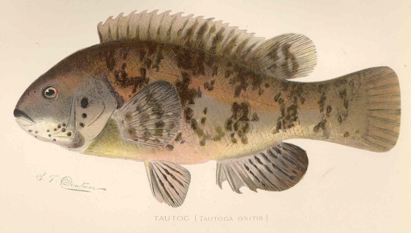 Tautog (Tautoga onitis)