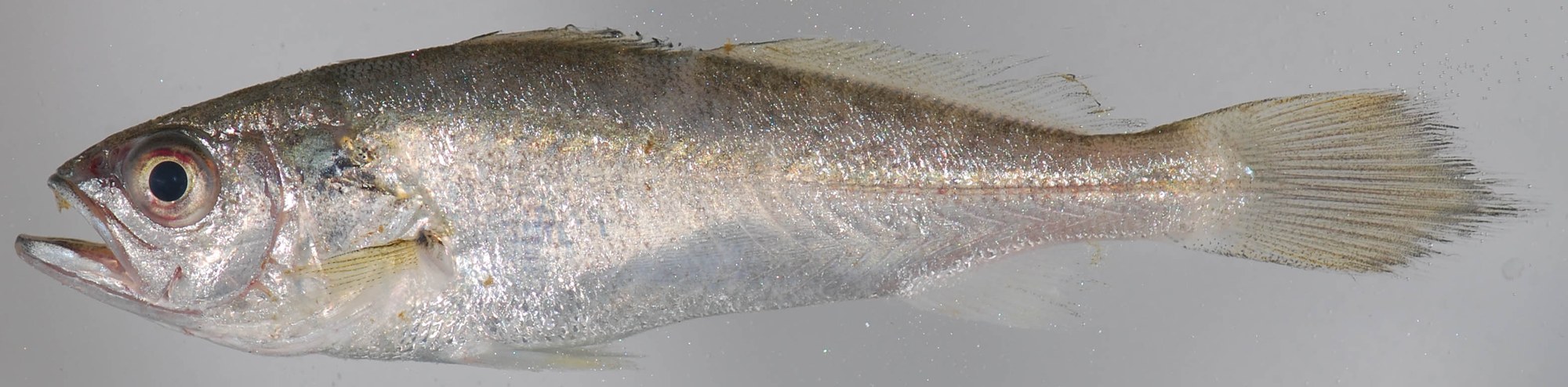 Weakfish (Cynoscion regalis)
