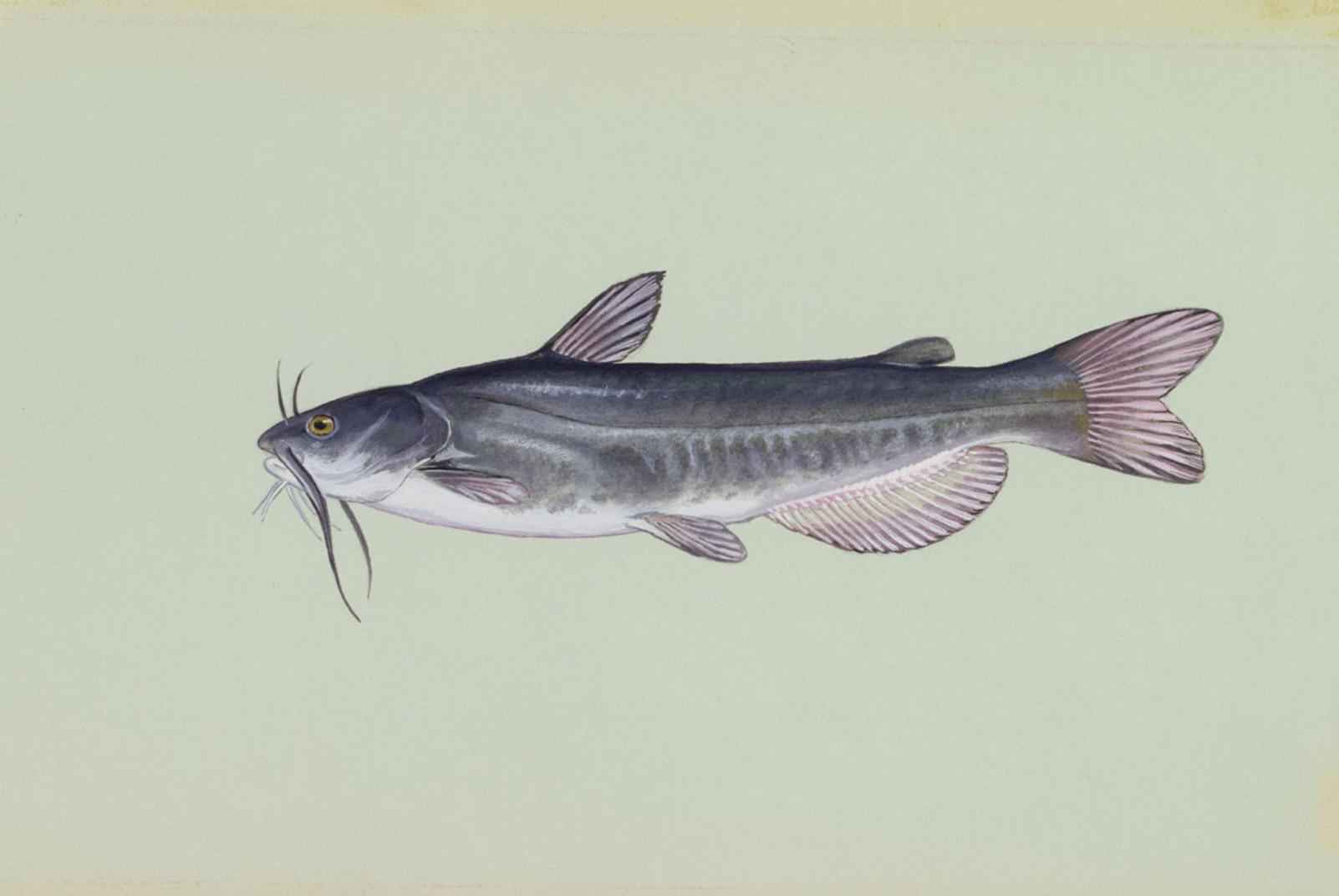 White Catfish (Ameiurus catus)