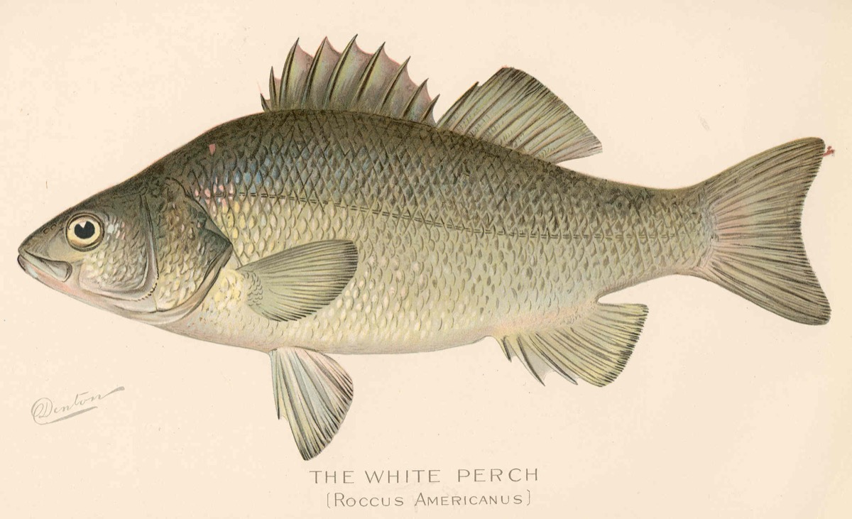 White Perch (Morone americana)